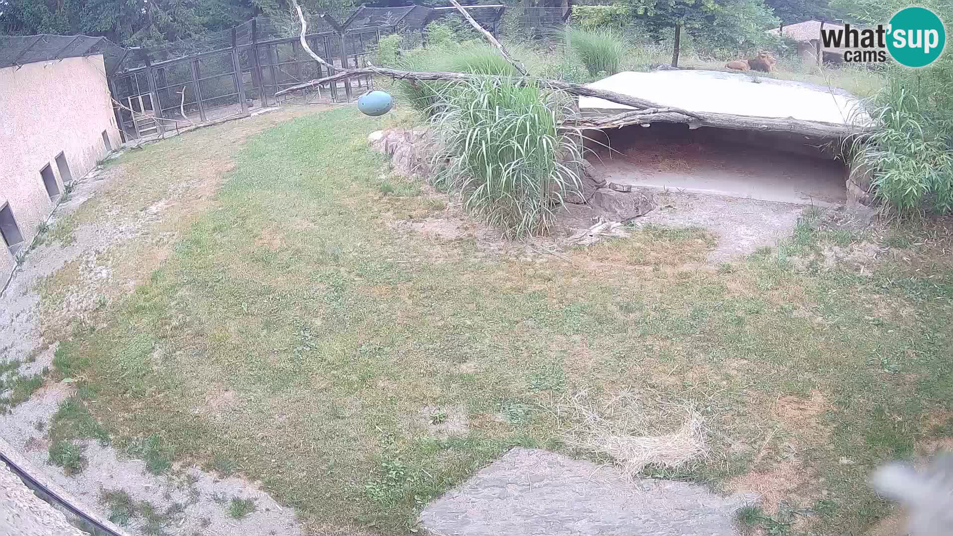 LION live Webcam in Ljubljana Zoo – Slovenia