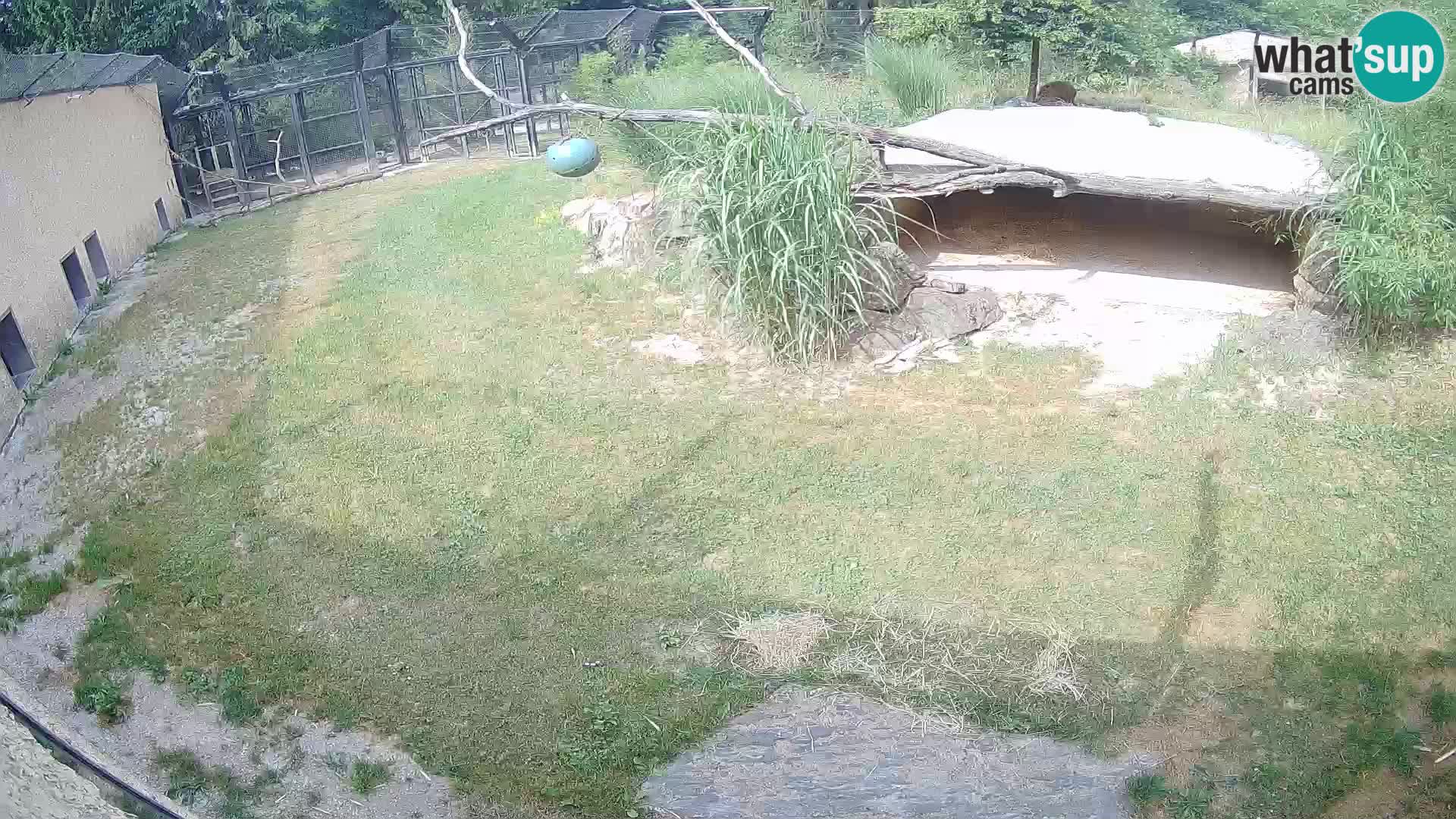 LION live Webcam in Ljubljana Zoo – Slovenia