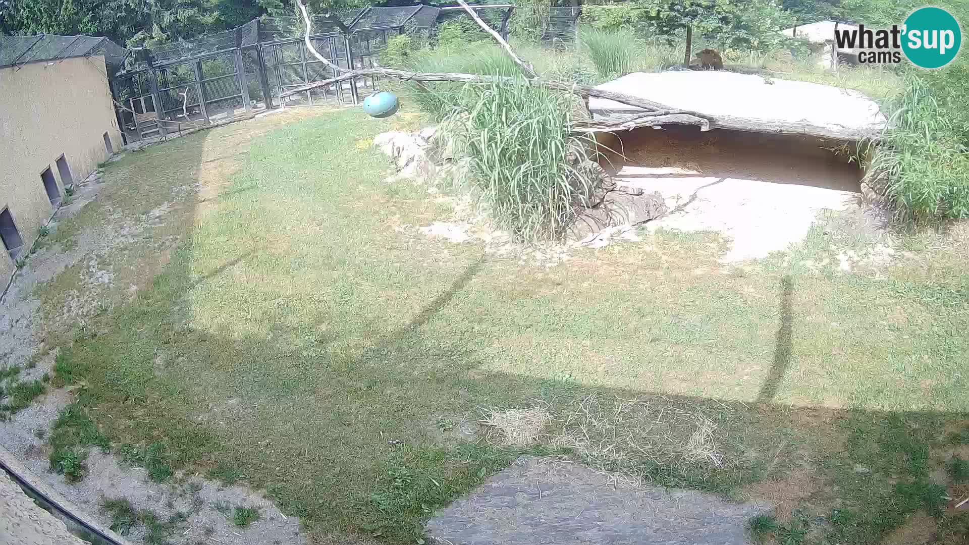 LEONE live Webcam nello zoo di Lubiana – Slovenia