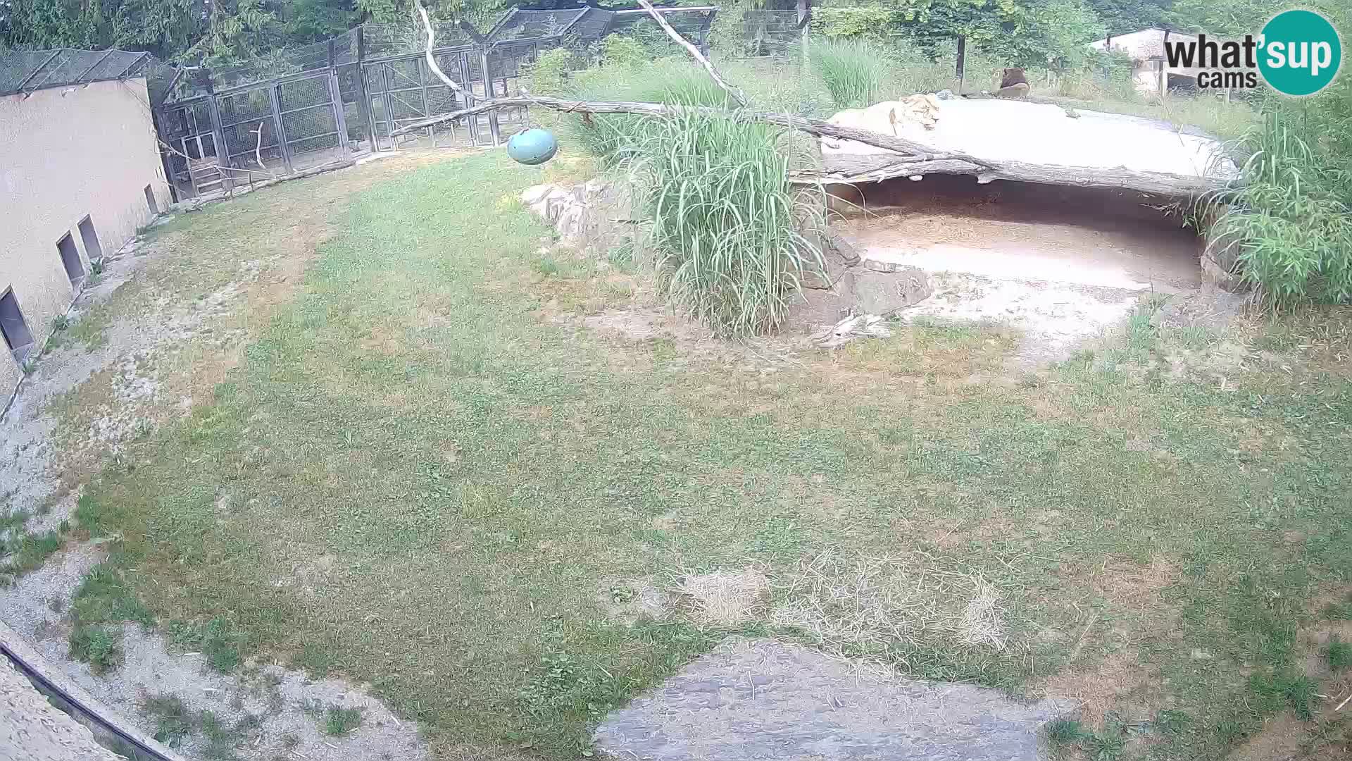 LION webcam en direct du zoo de Ljubljana – Slovénie