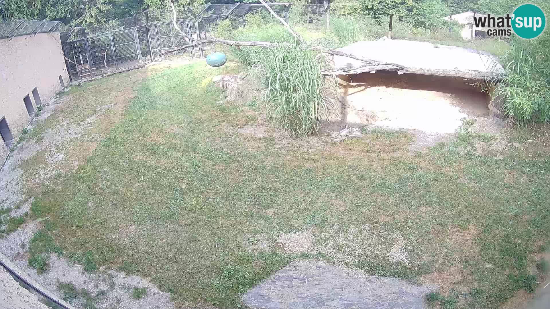 Lavovi web kamera uživo u ljubljanskom zoološkom vrtu – Slovenija
