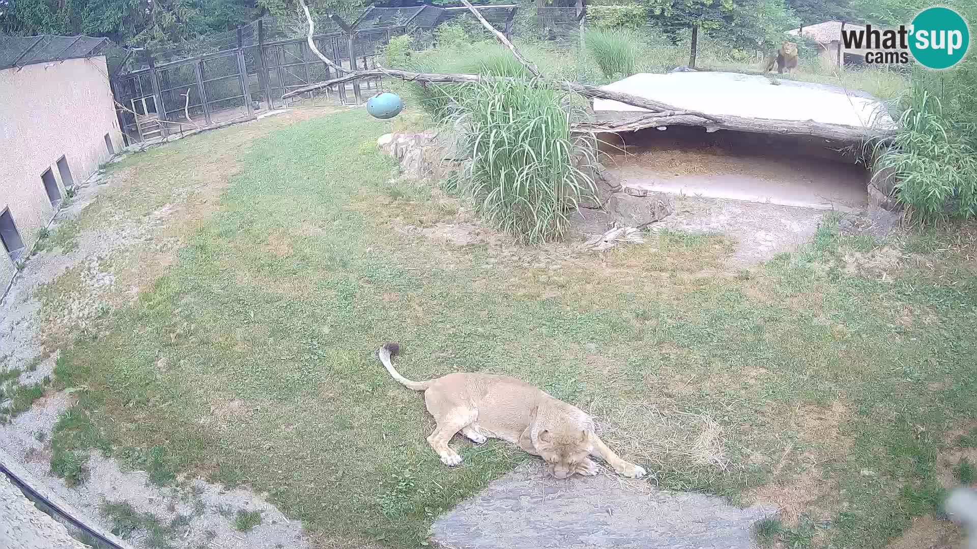 LION live Webcam in Ljubljana Zoo – Slovenia