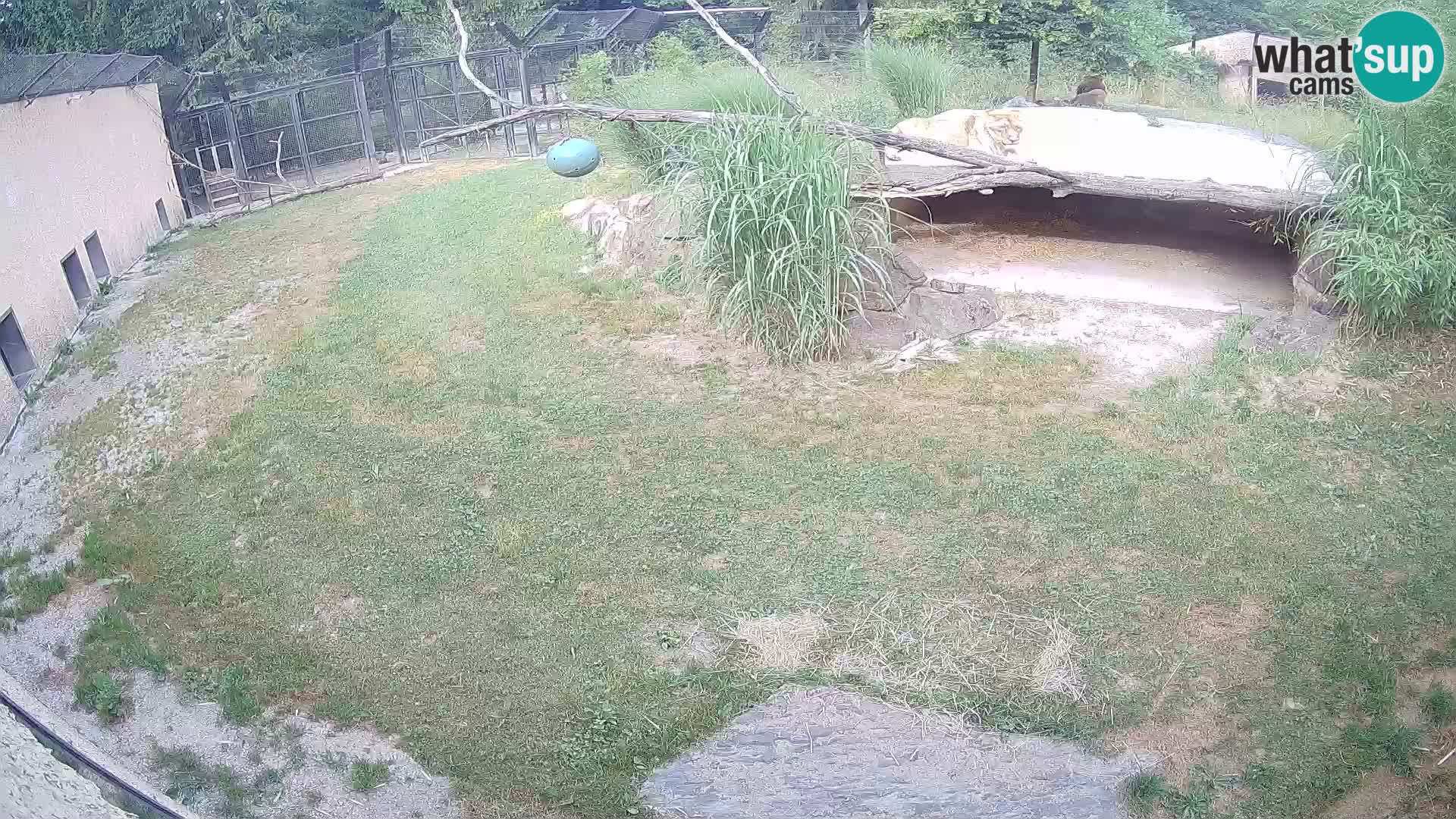 Lavovi web kamera uživo u ljubljanskom zoološkom vrtu – Slovenija