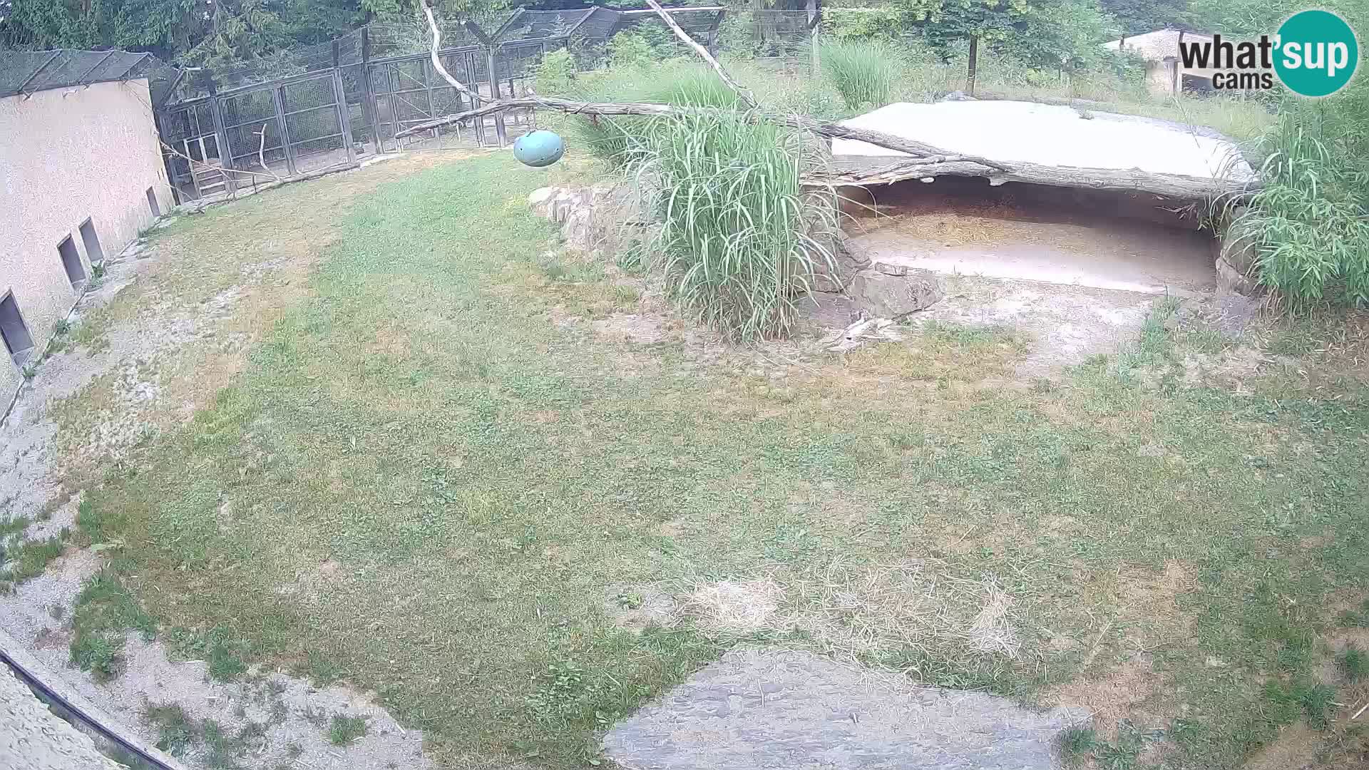 Lavovi web kamera uživo u ljubljanskom zoološkom vrtu – Slovenija