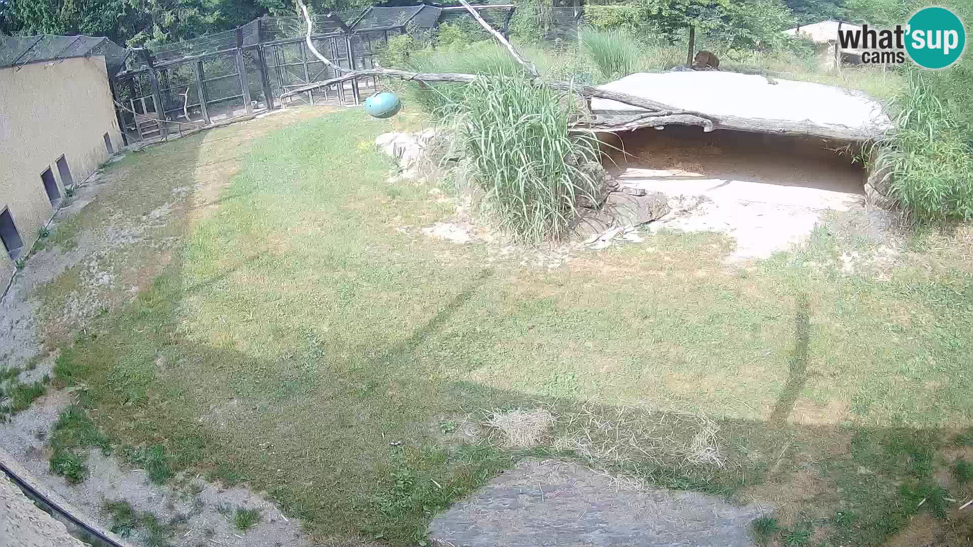 LEVI spletna kamera v živalskem vrtu Ljubljana Zoo