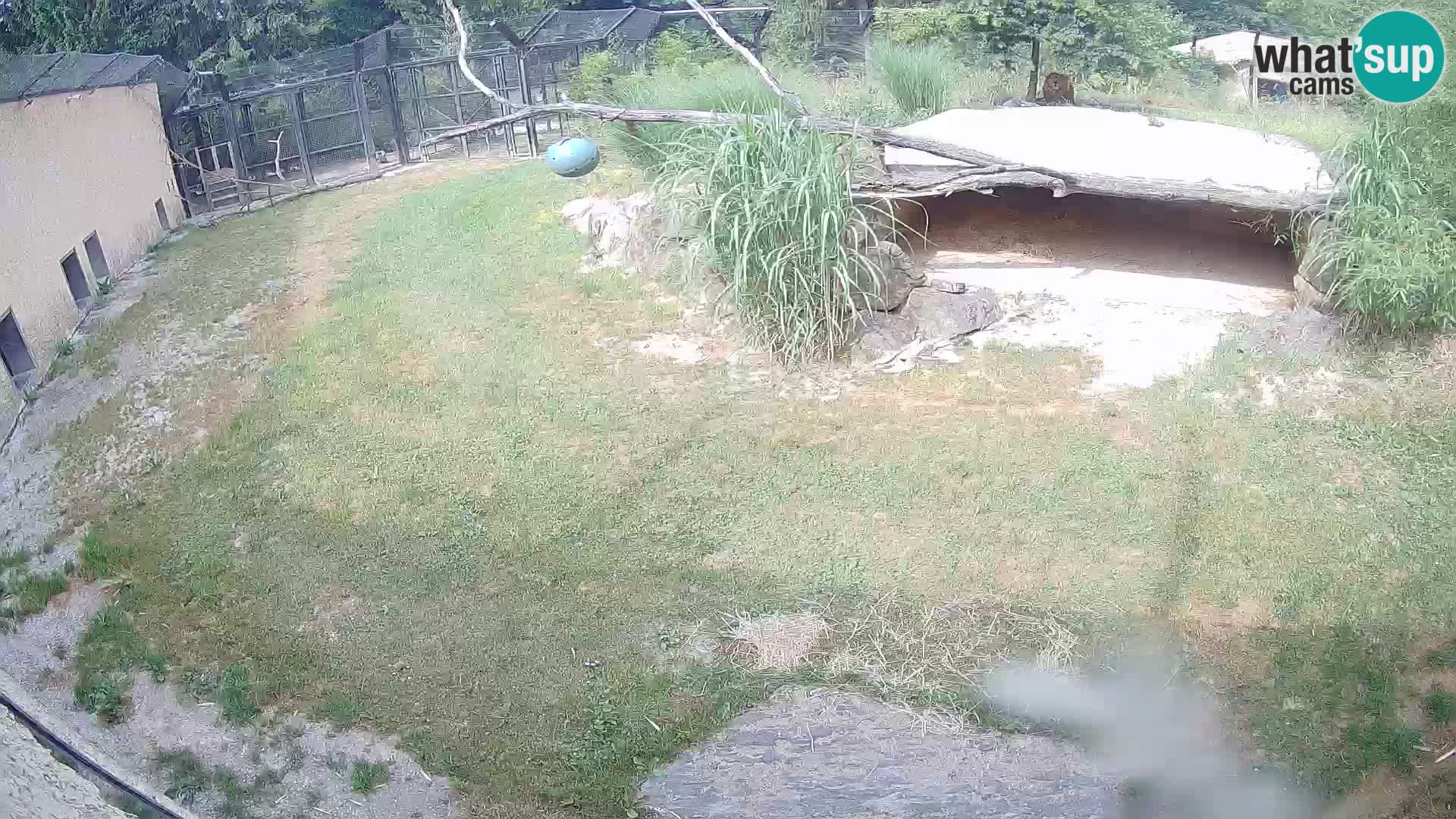 LEON Webcam en vivo en Ljubljana Zoo – Eslovenia
