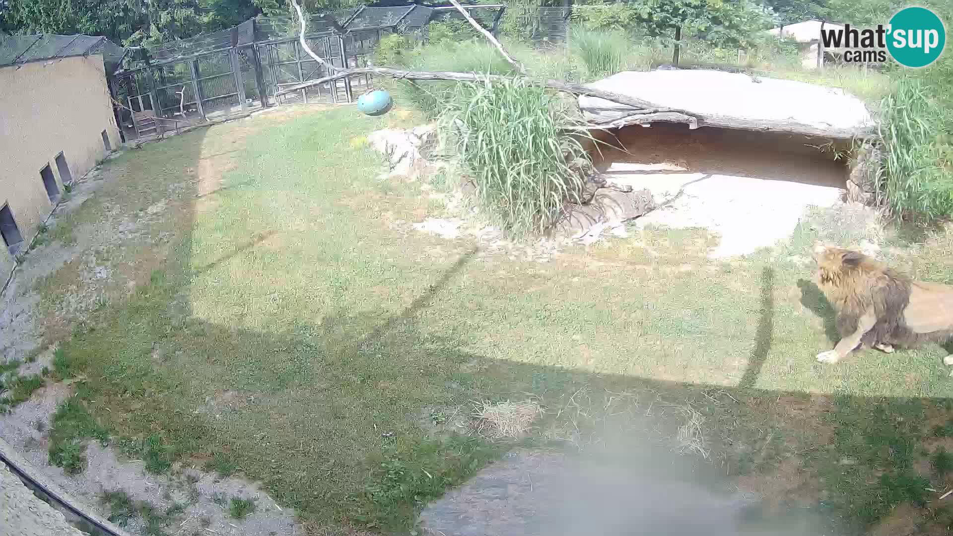 Löwe live Webcam im Zoo von Ljubljana – Slowenien