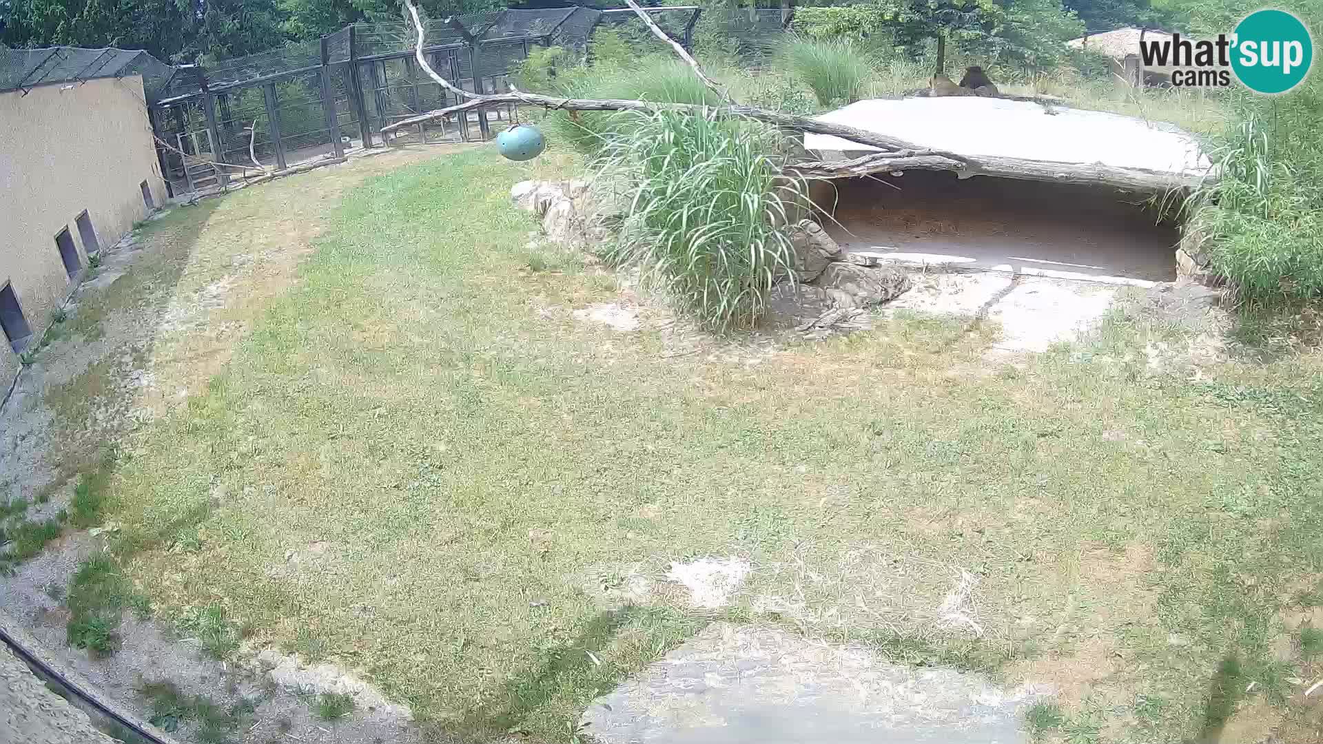 LION live Webcam in Ljubljana Zoo – Slovenia