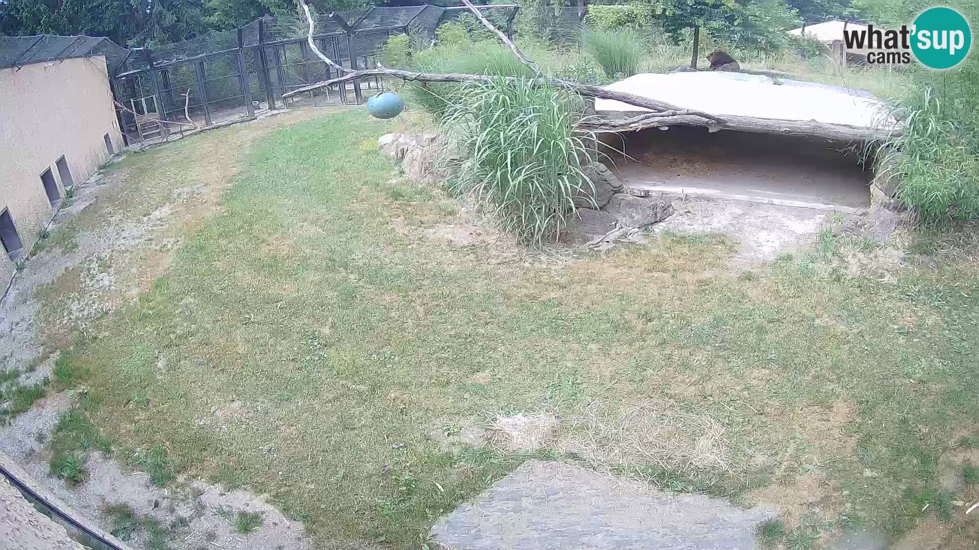 LEONE live Webcam nello zoo di Lubiana – Slovenia