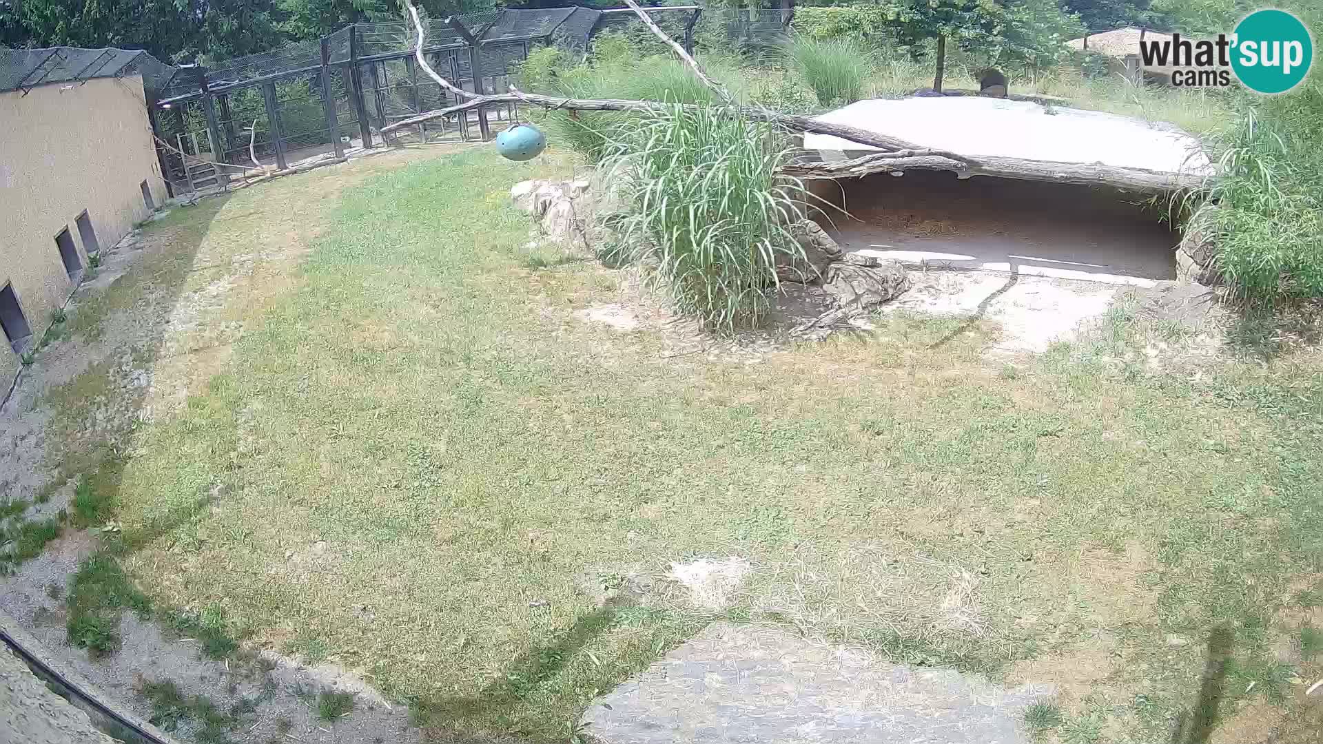 LEVI spletna kamera v živalskem vrtu Ljubljana Zoo