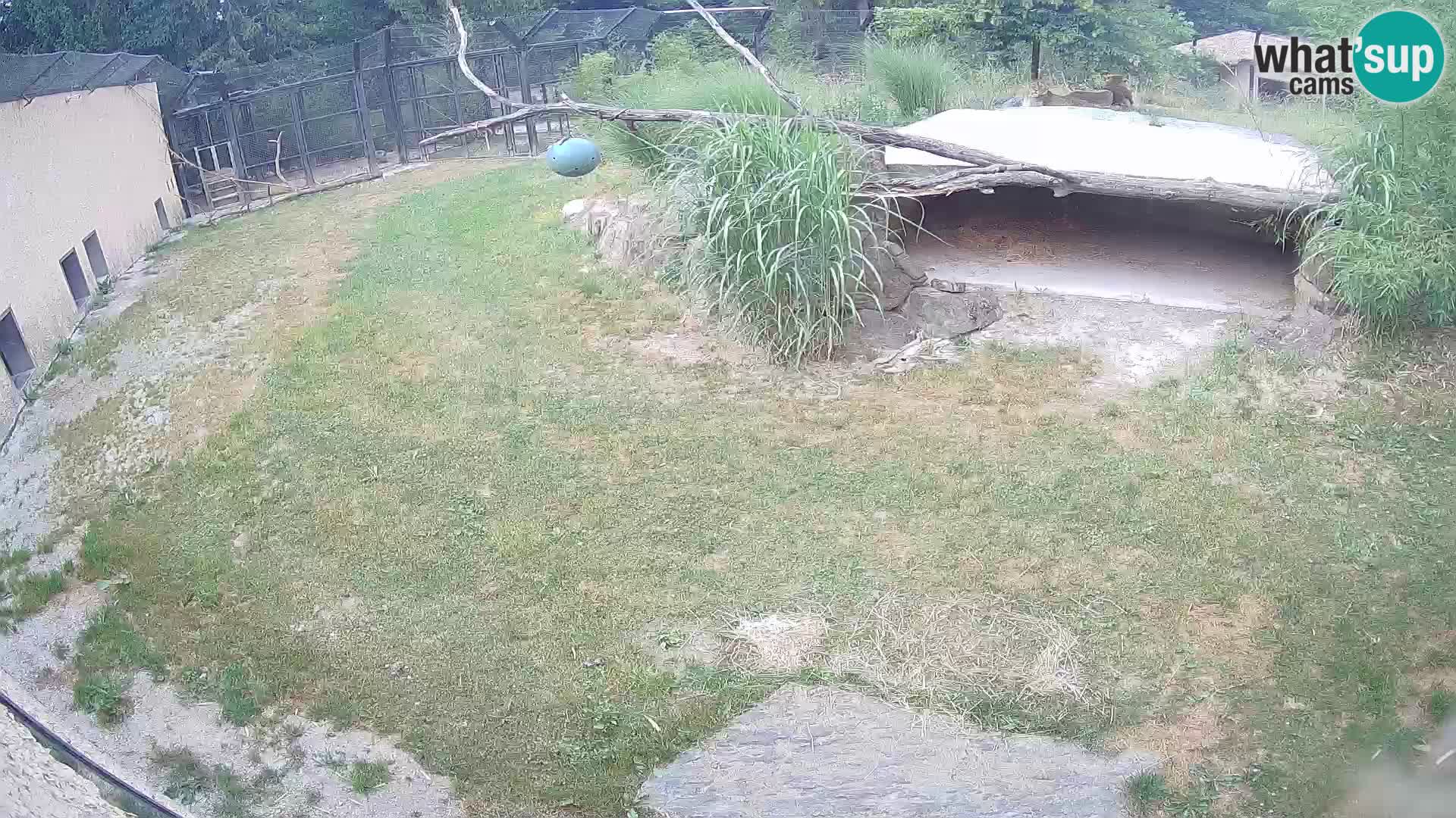 Lavovi web kamera uživo u ljubljanskom zoološkom vrtu – Slovenija