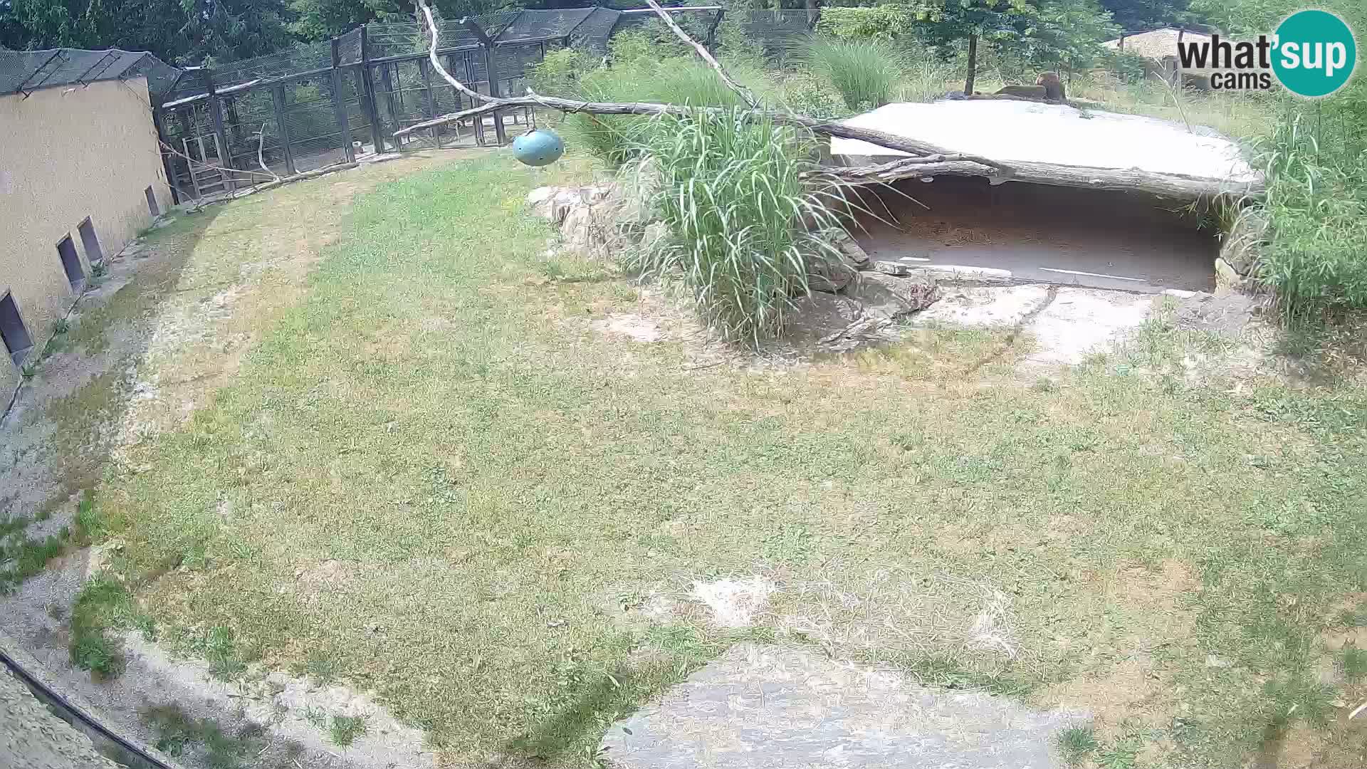 Löwe live Webcam im Zoo von Ljubljana – Slowenien