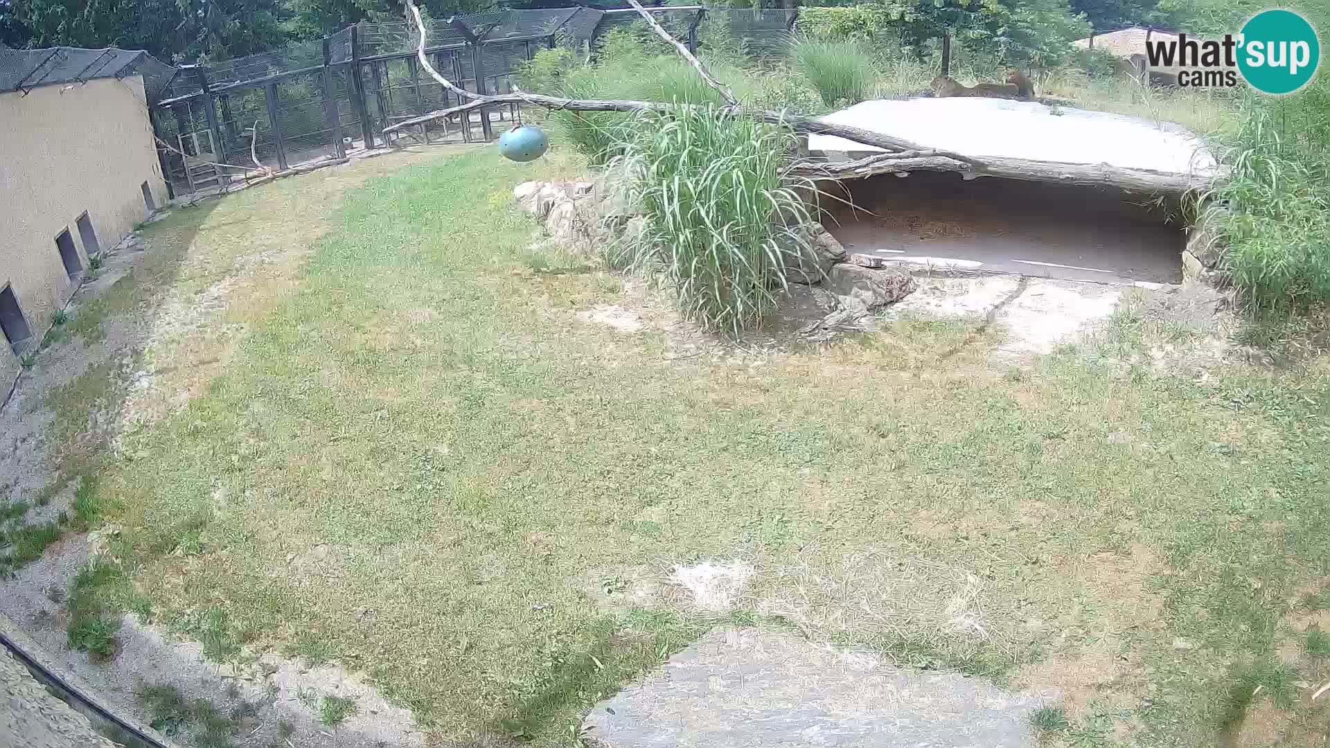 LION live Webcam in Ljubljana Zoo – Slovenia