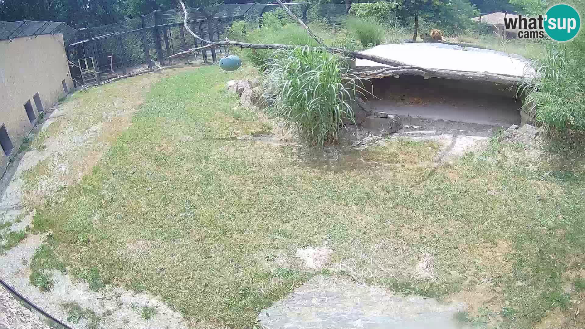 LION live Webcam in Ljubljana Zoo – Slovenia