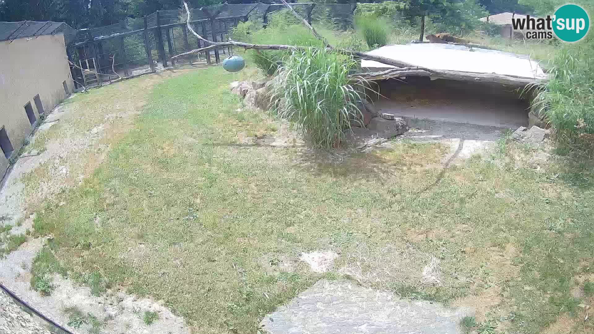 LION live Webcam in Ljubljana Zoo – Slovenia