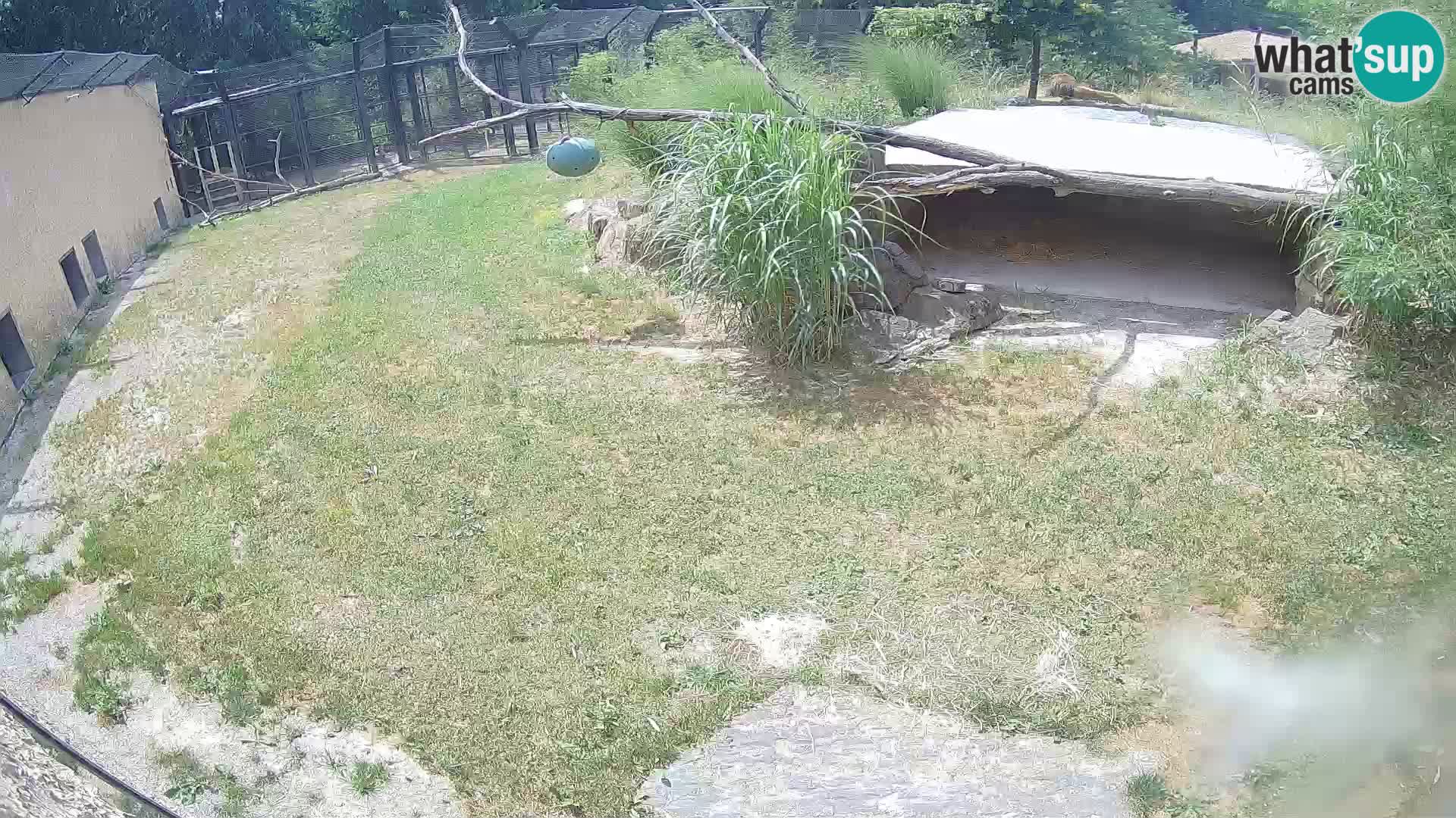 LION live Webcam in Ljubljana Zoo – Slovenia