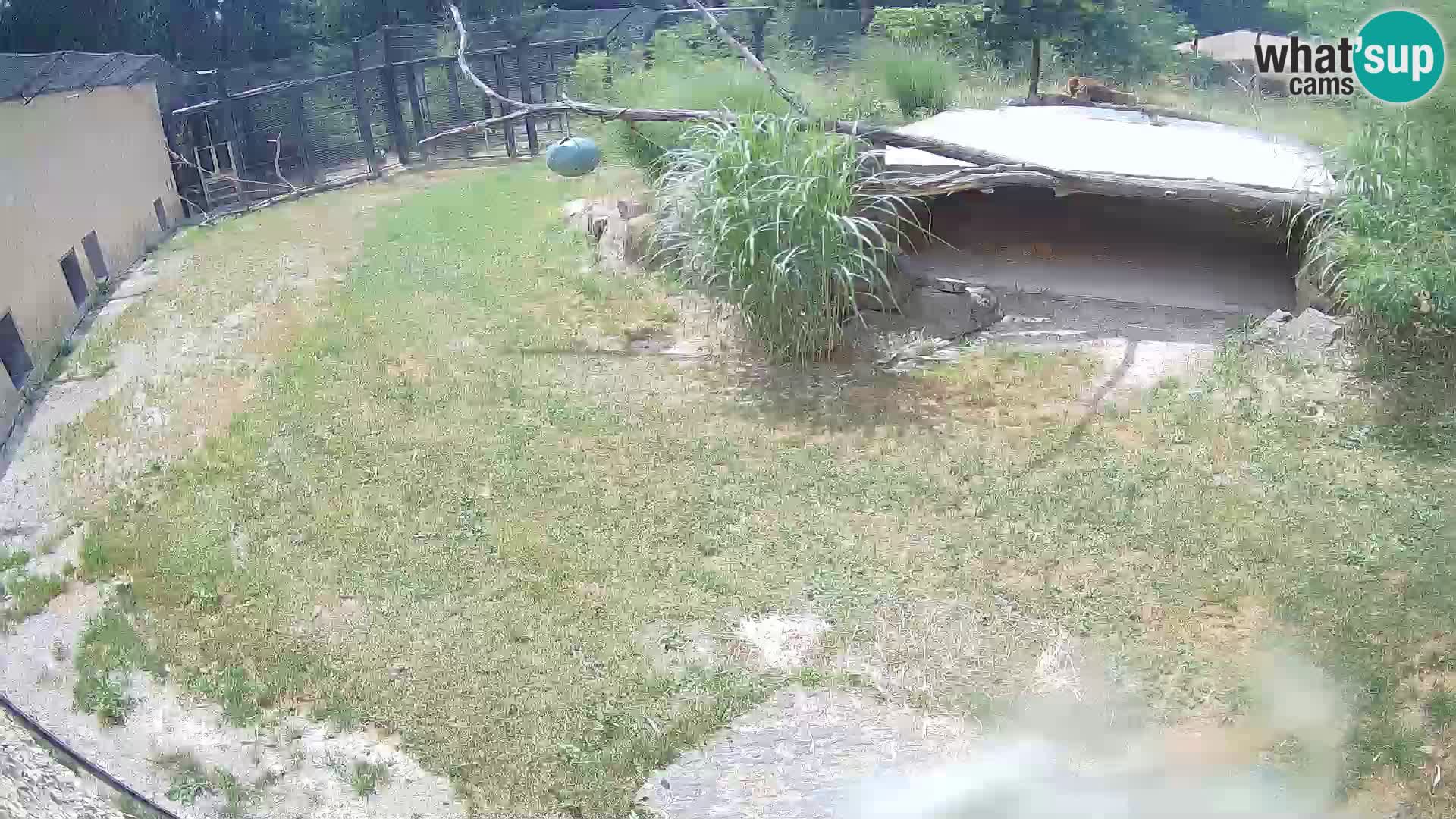 LEON Webcam en vivo en Ljubljana Zoo – Eslovenia