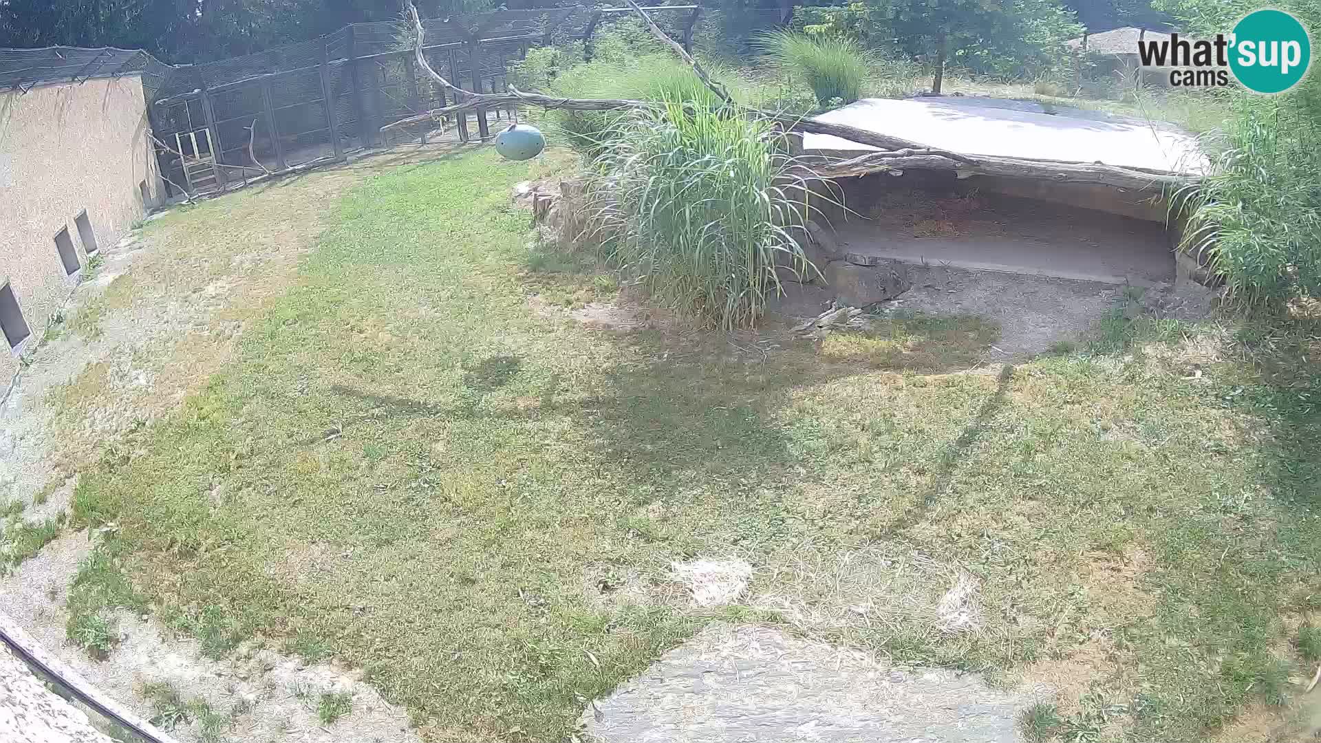 Lavovi web kamera uživo u ljubljanskom zoološkom vrtu – Slovenija