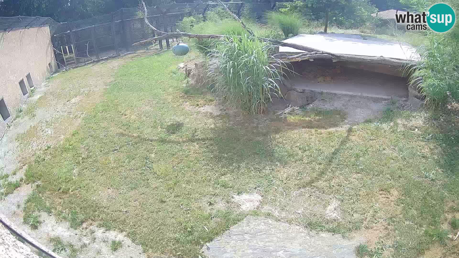Löwe live Webcam im Zoo von Ljubljana – Slowenien
