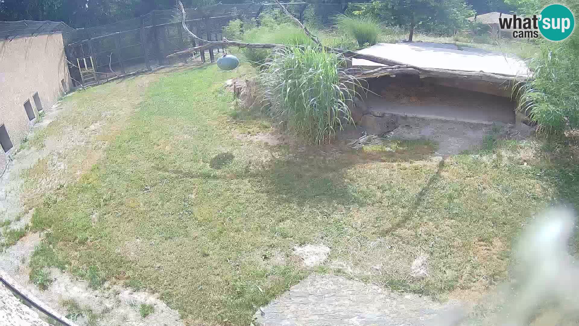 Lavovi web kamera uživo u ljubljanskom zoološkom vrtu – Slovenija