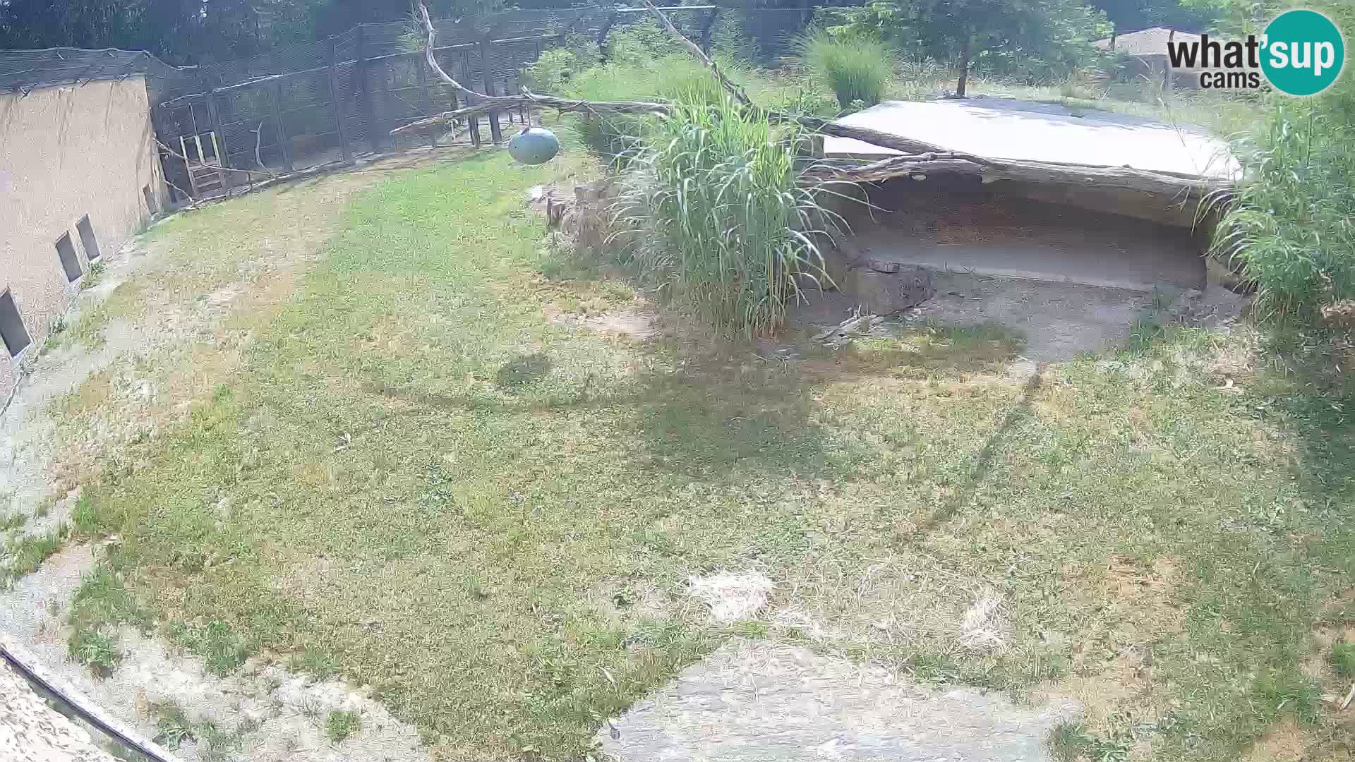 Löwe live Webcam im Zoo von Ljubljana – Slowenien