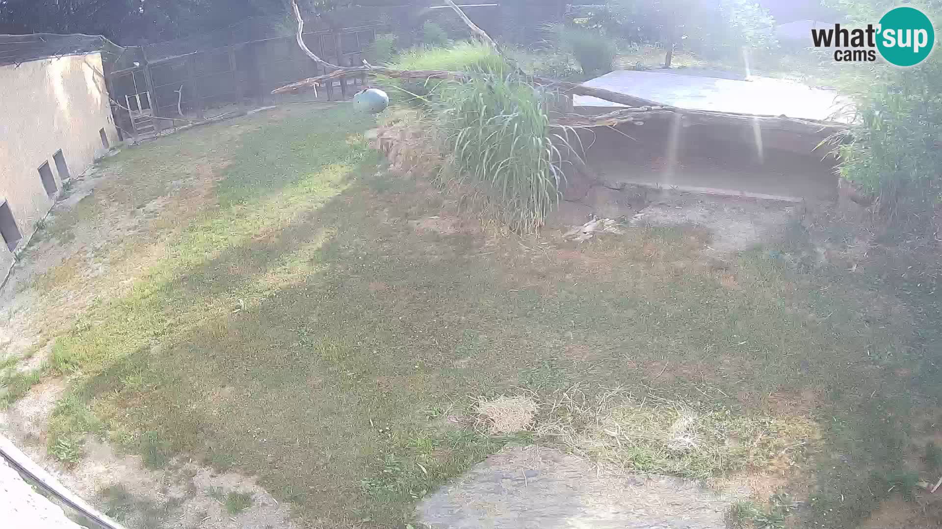LEVI spletna kamera v živalskem vrtu Ljubljana Zoo