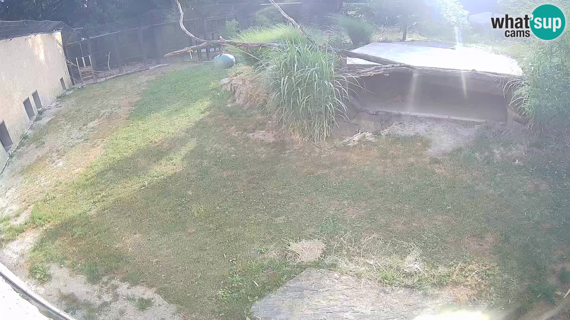LEVI spletna kamera v živalskem vrtu Ljubljana Zoo