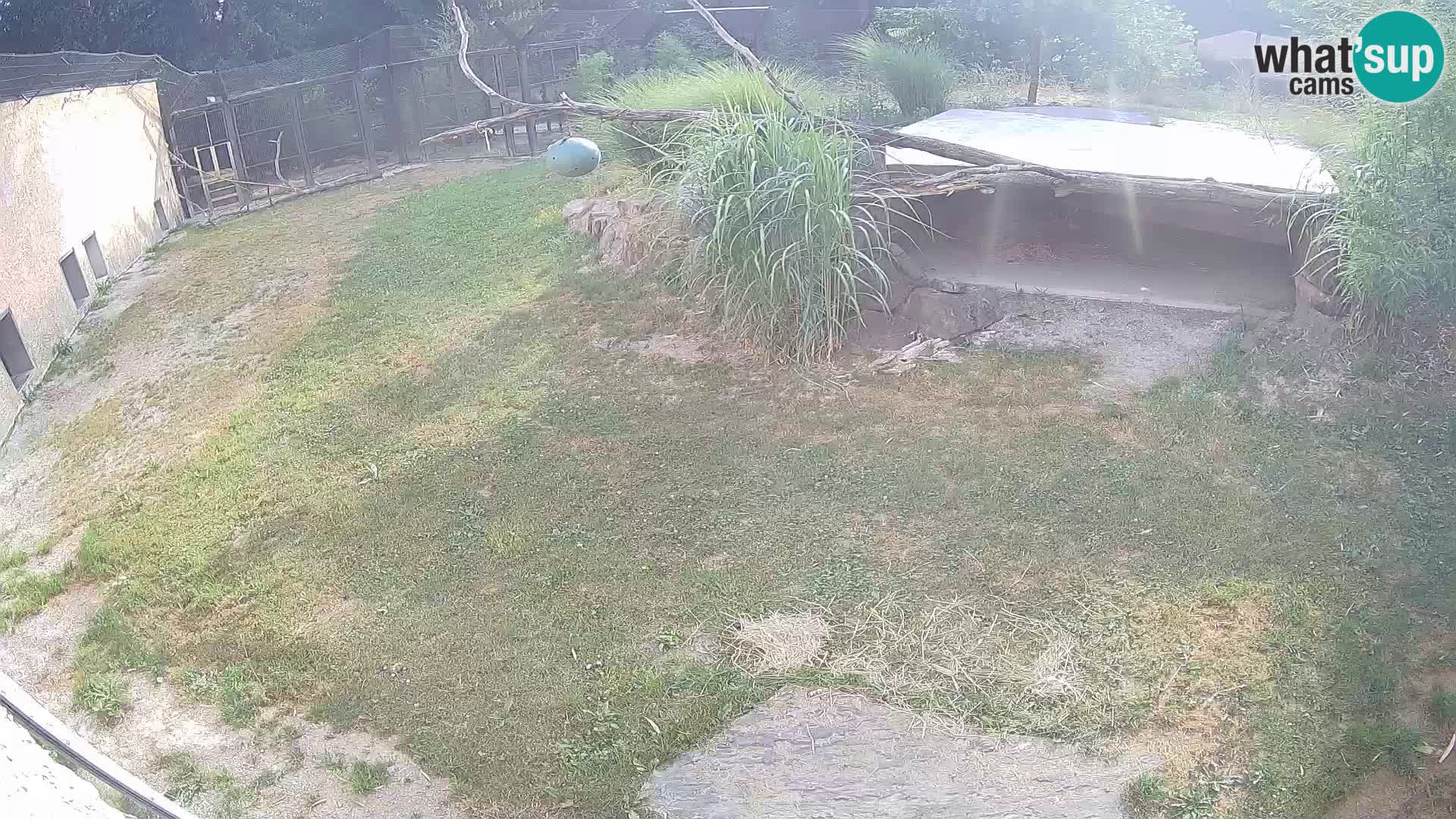 LION live Webcam in Ljubljana Zoo – Slovenia