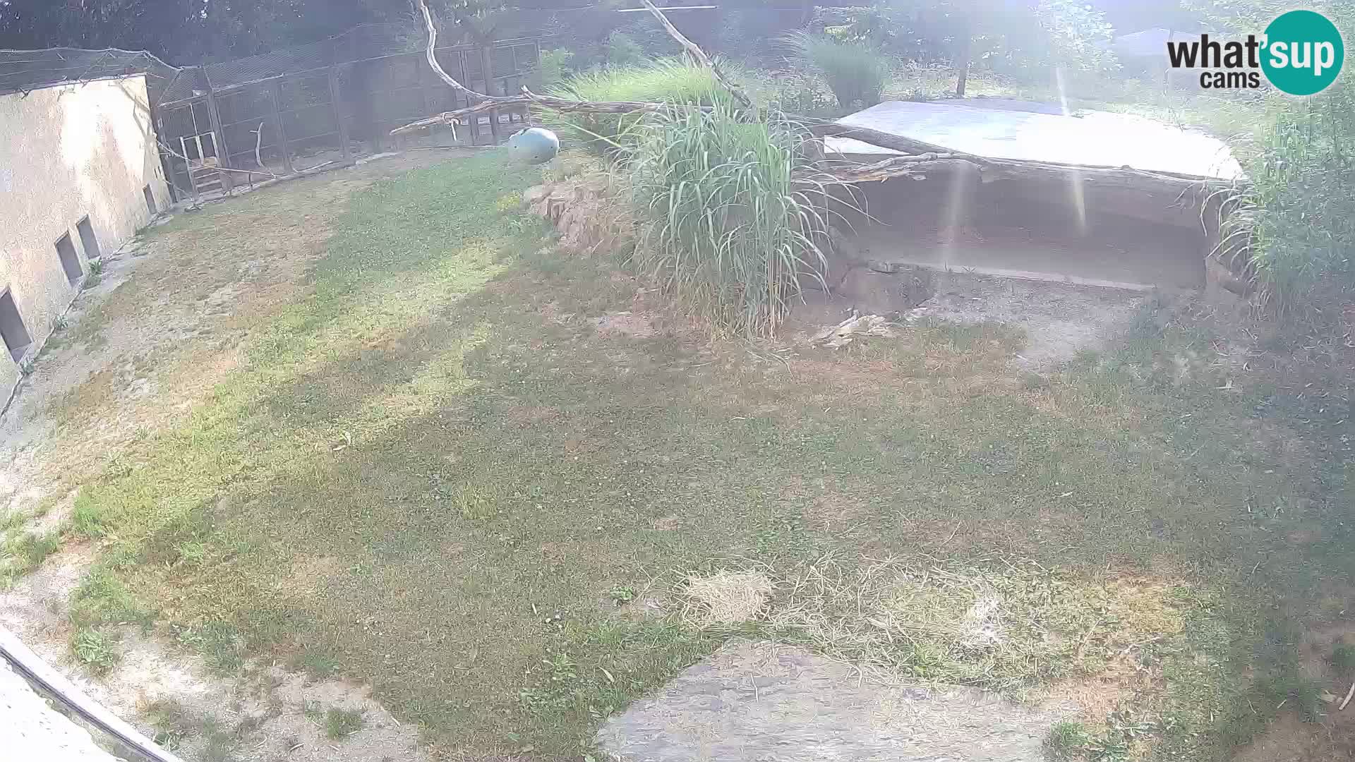 LION live Webcam in Ljubljana Zoo – Slovenia