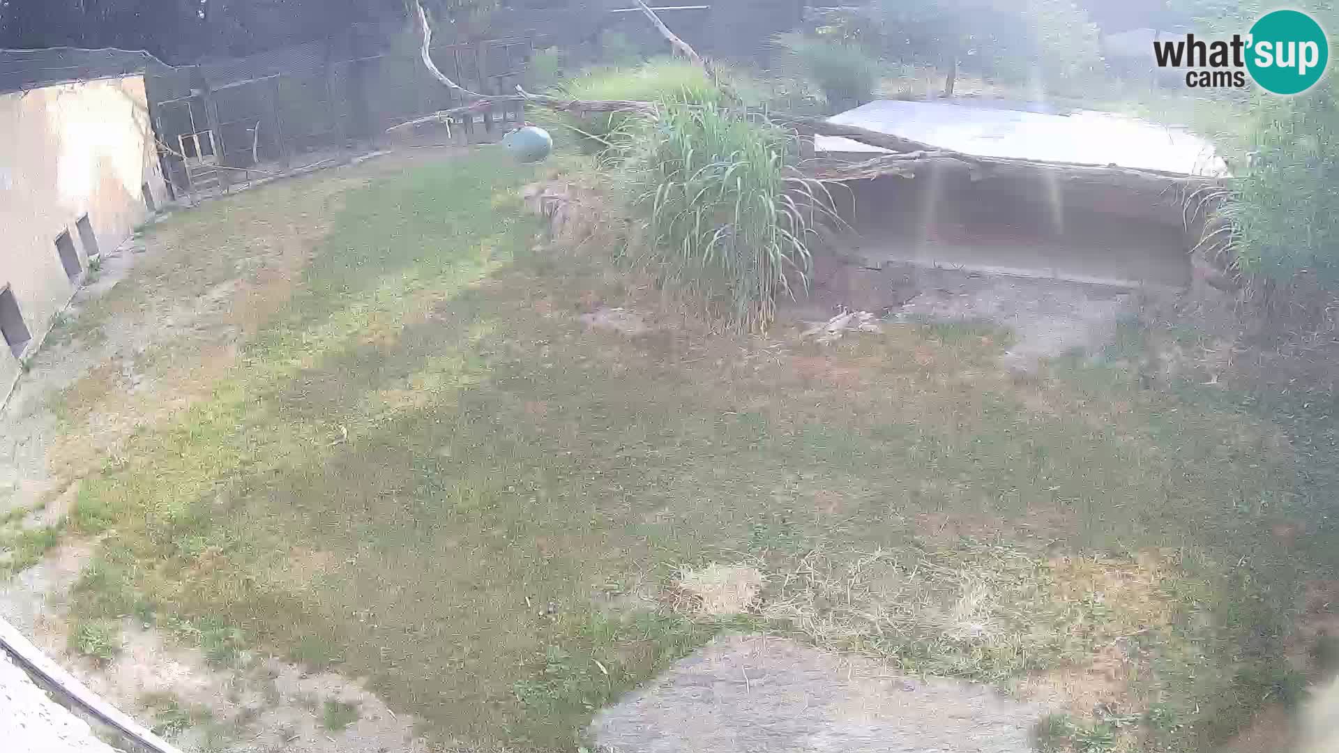 LION live Webcam in Ljubljana Zoo – Slovenia