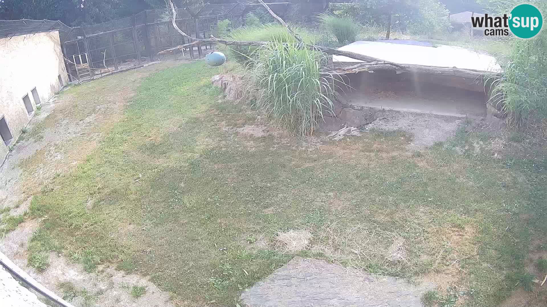 LION live Webcam in Ljubljana Zoo – Slovenia