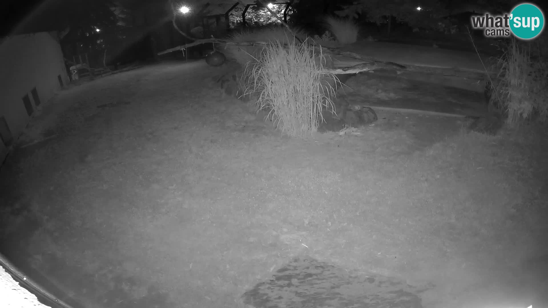 LION live Webcam in Ljubljana Zoo – Slovenia