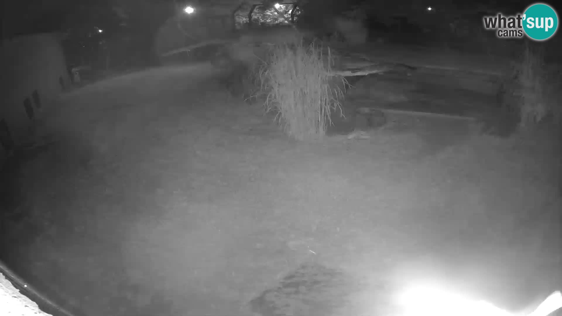 LION webcam en direct du zoo de Ljubljana – Slovénie