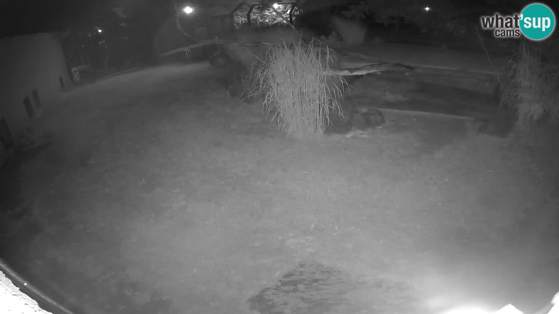 LEON Webcam en vivo en Ljubljana Zoo – Eslovenia