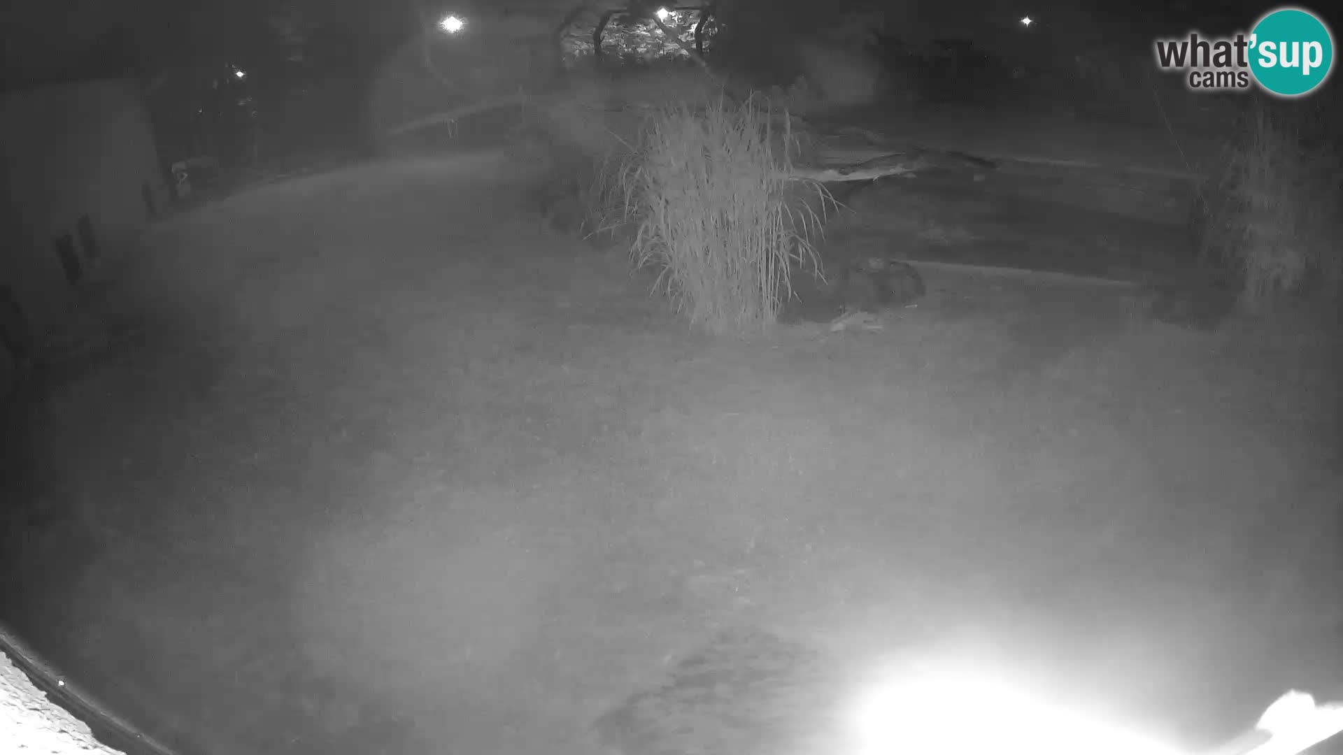 LION live Webcam in Ljubljana Zoo – Slovenia