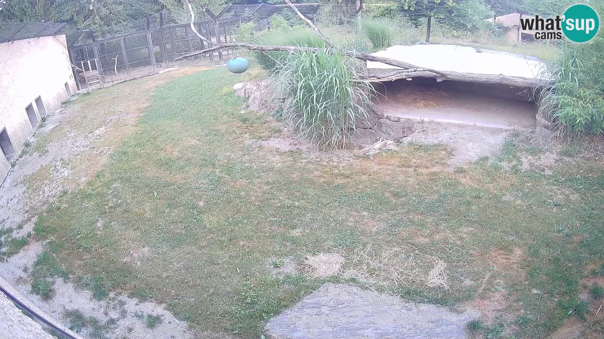 LEVI spletna kamera v živalskem vrtu Ljubljana Zoo