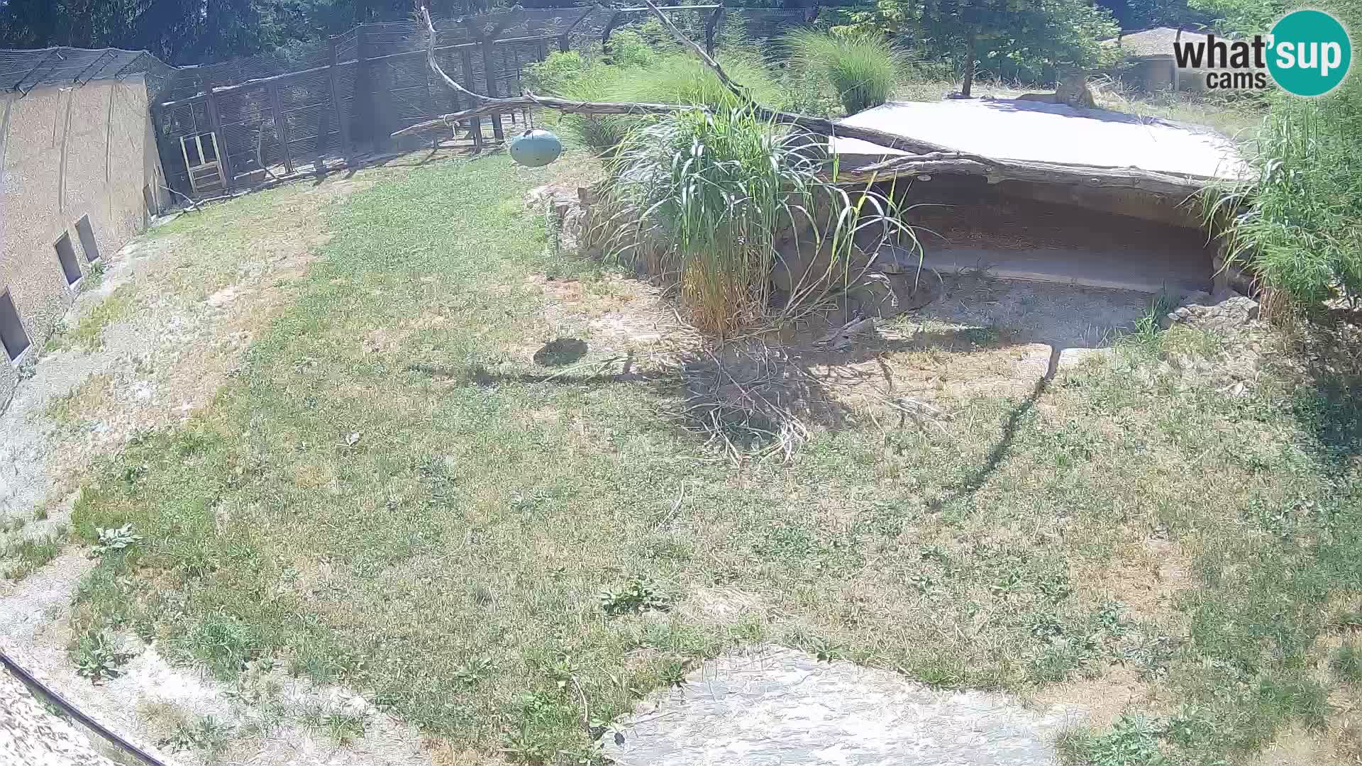 LEON Webcam en vivo en Ljubljana Zoo – Eslovenia