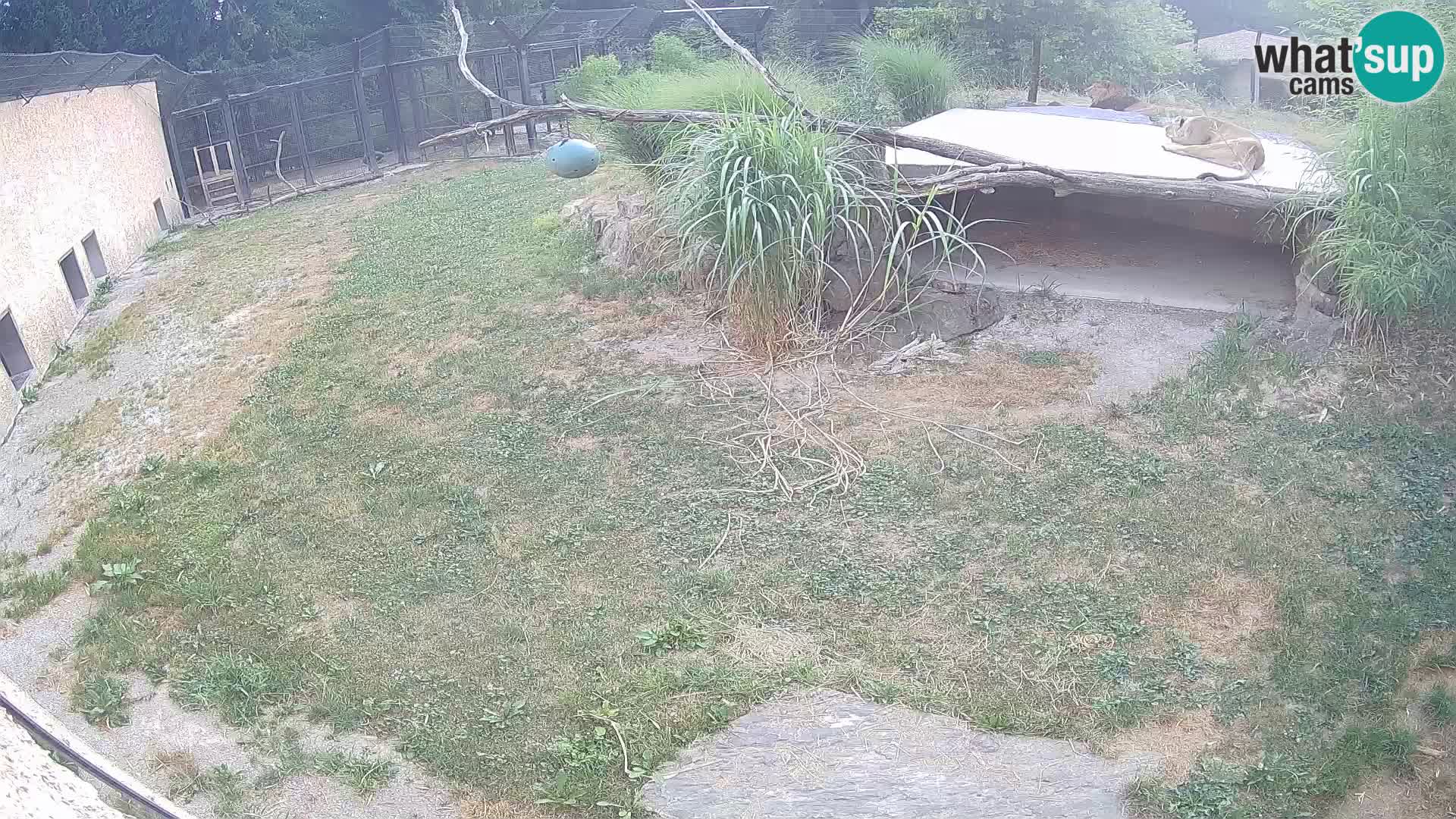 LION live Webcam in Ljubljana Zoo – Slovenia