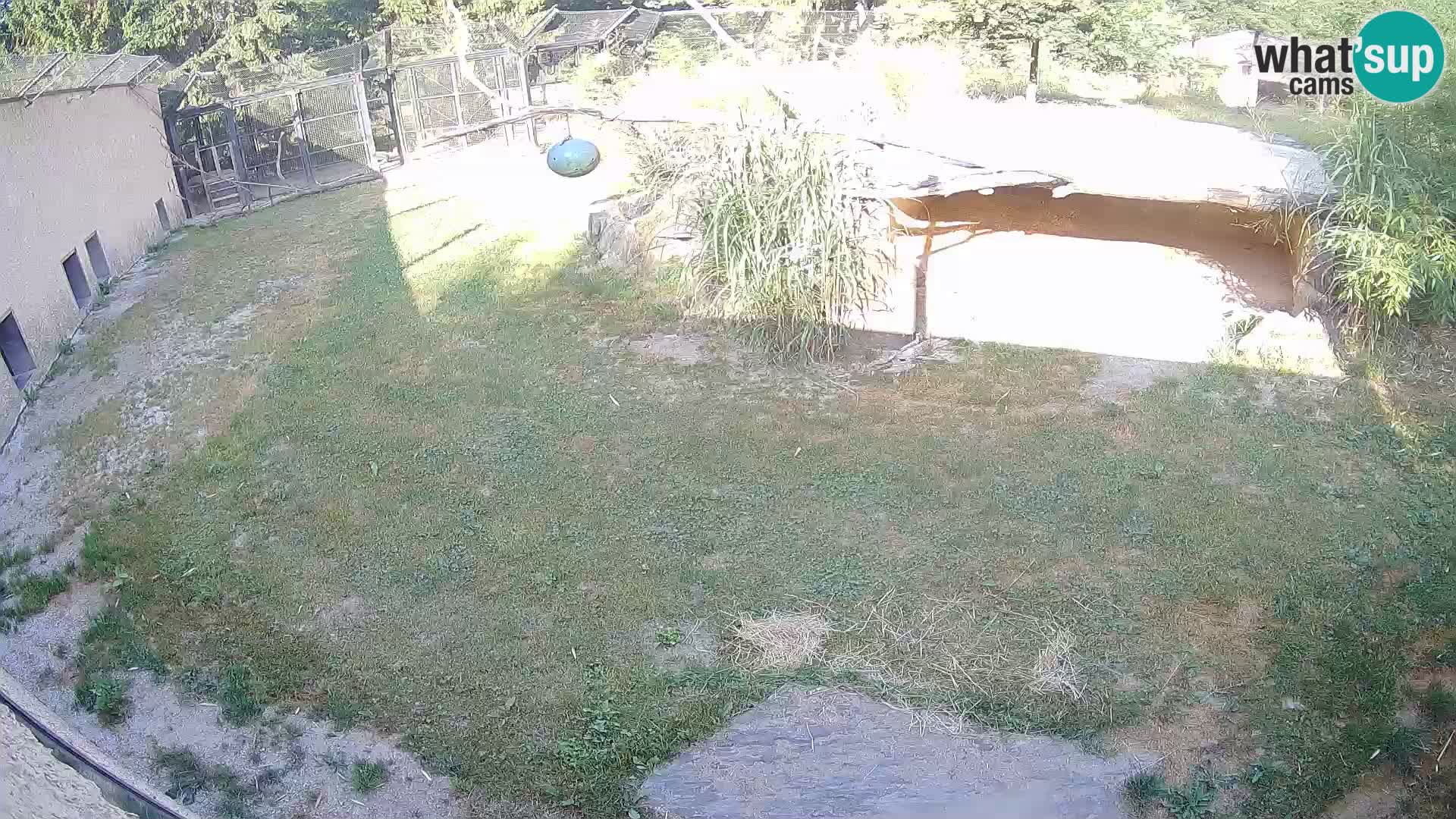 Löwe live Webcam im Zoo von Ljubljana – Slowenien