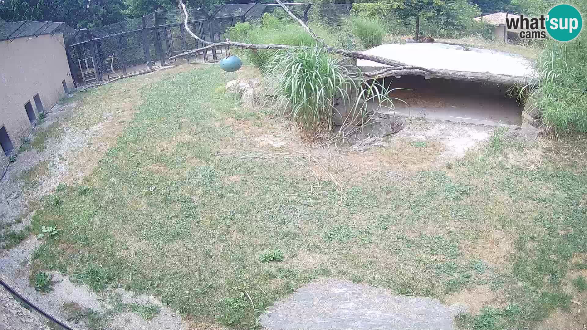 LEONE live Webcam nello zoo di Lubiana – Slovenia
