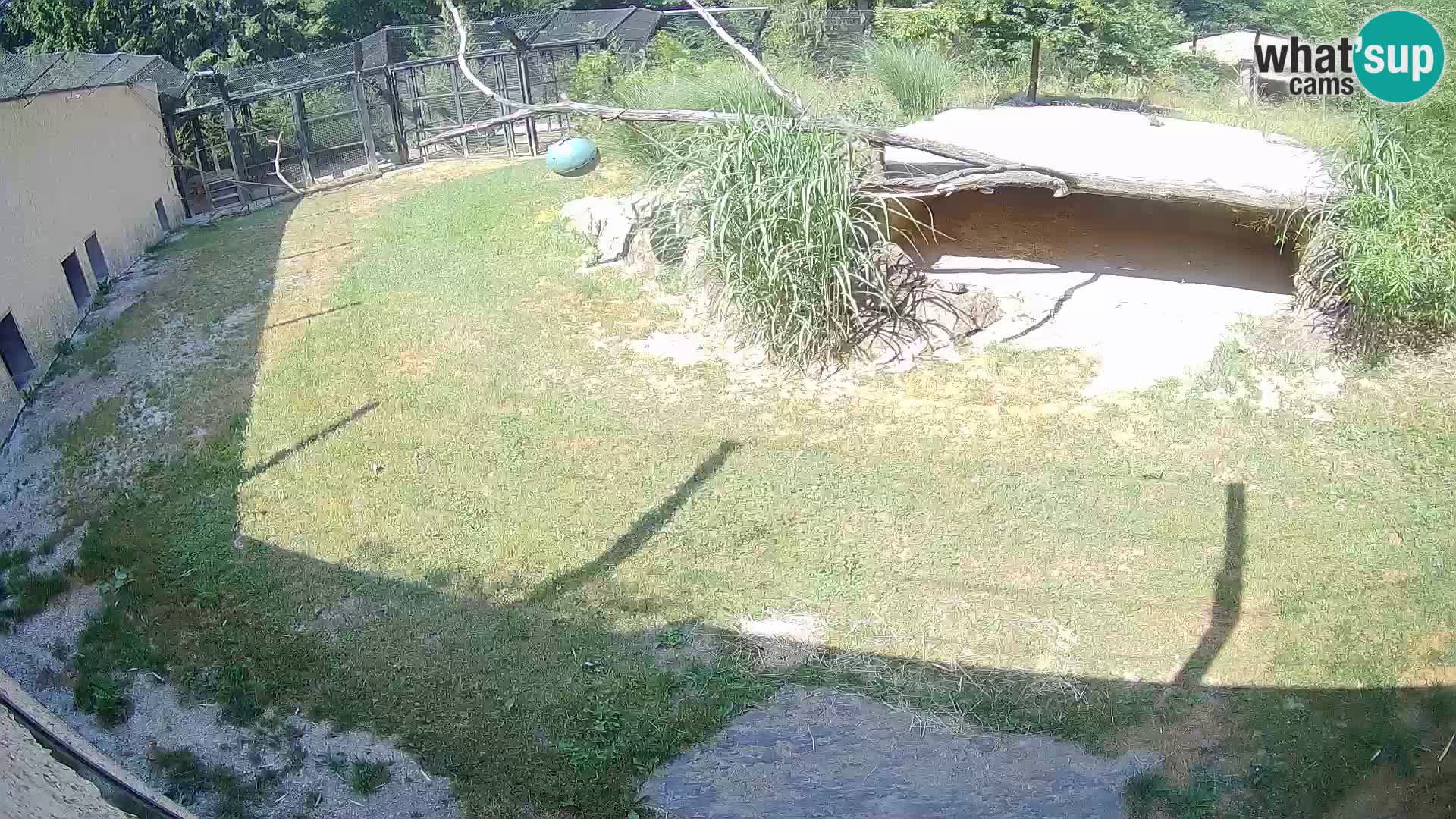 LION live Webcam in Ljubljana Zoo – Slovenia