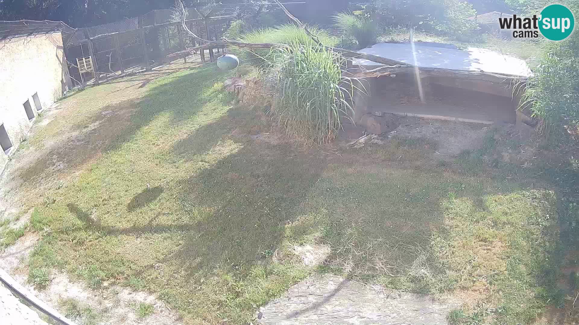 LEONE live Webcam nello zoo di Lubiana – Slovenia