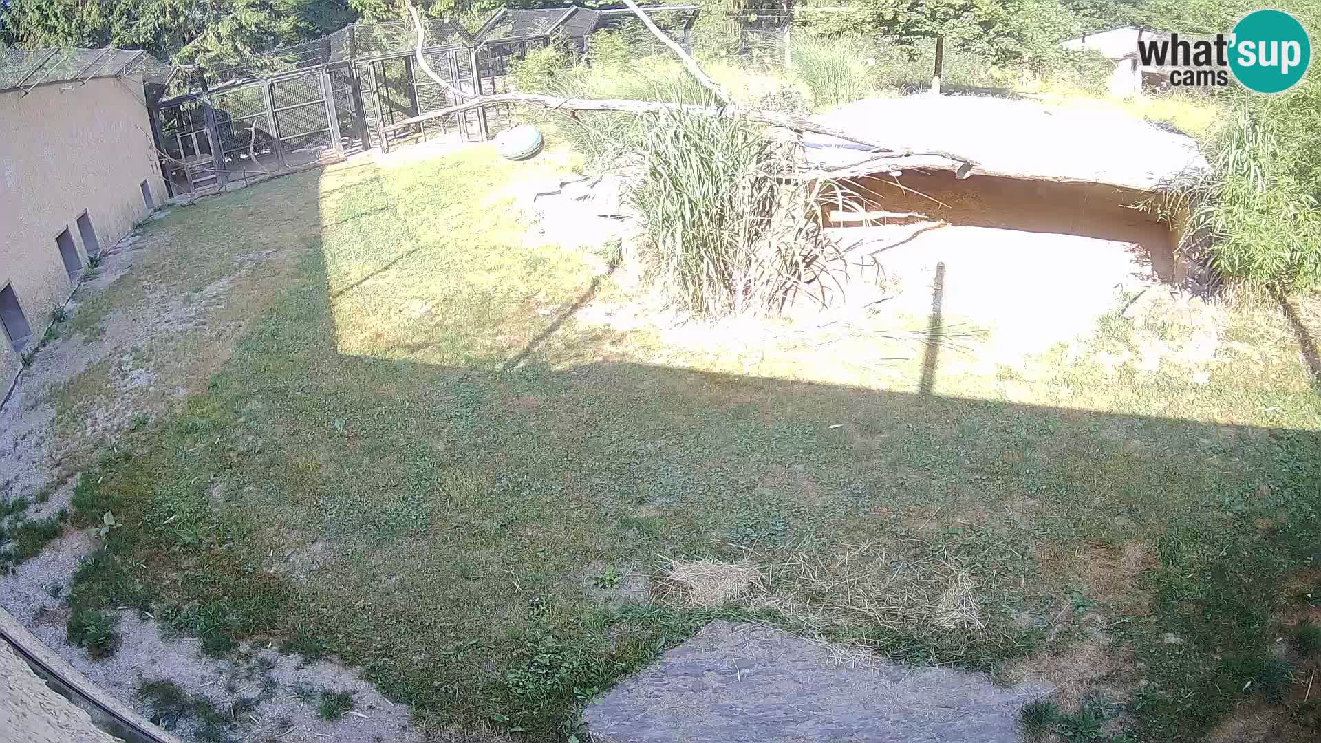 LION live Webcam in Ljubljana Zoo – Slovenia