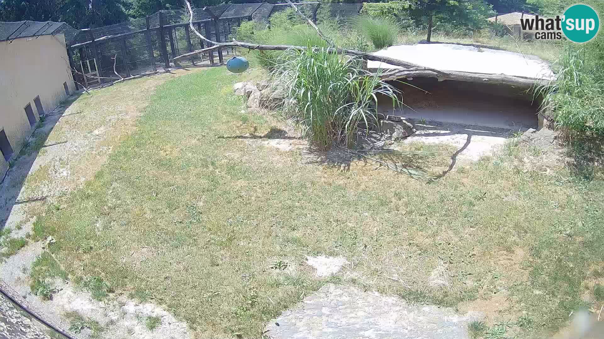 LEONE live Webcam nello zoo di Lubiana – Slovenia