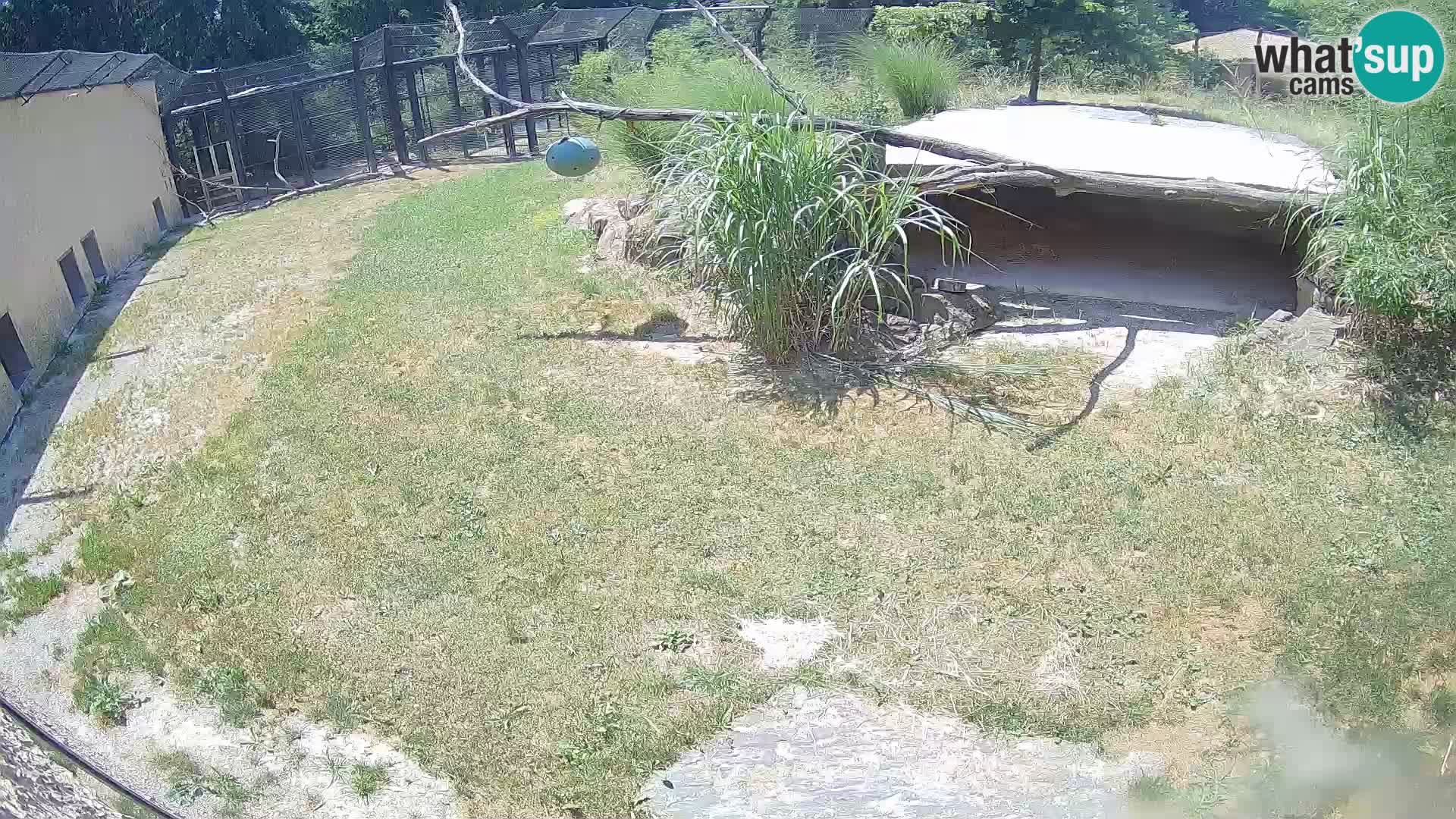 LION live Webcam in Ljubljana Zoo – Slovenia