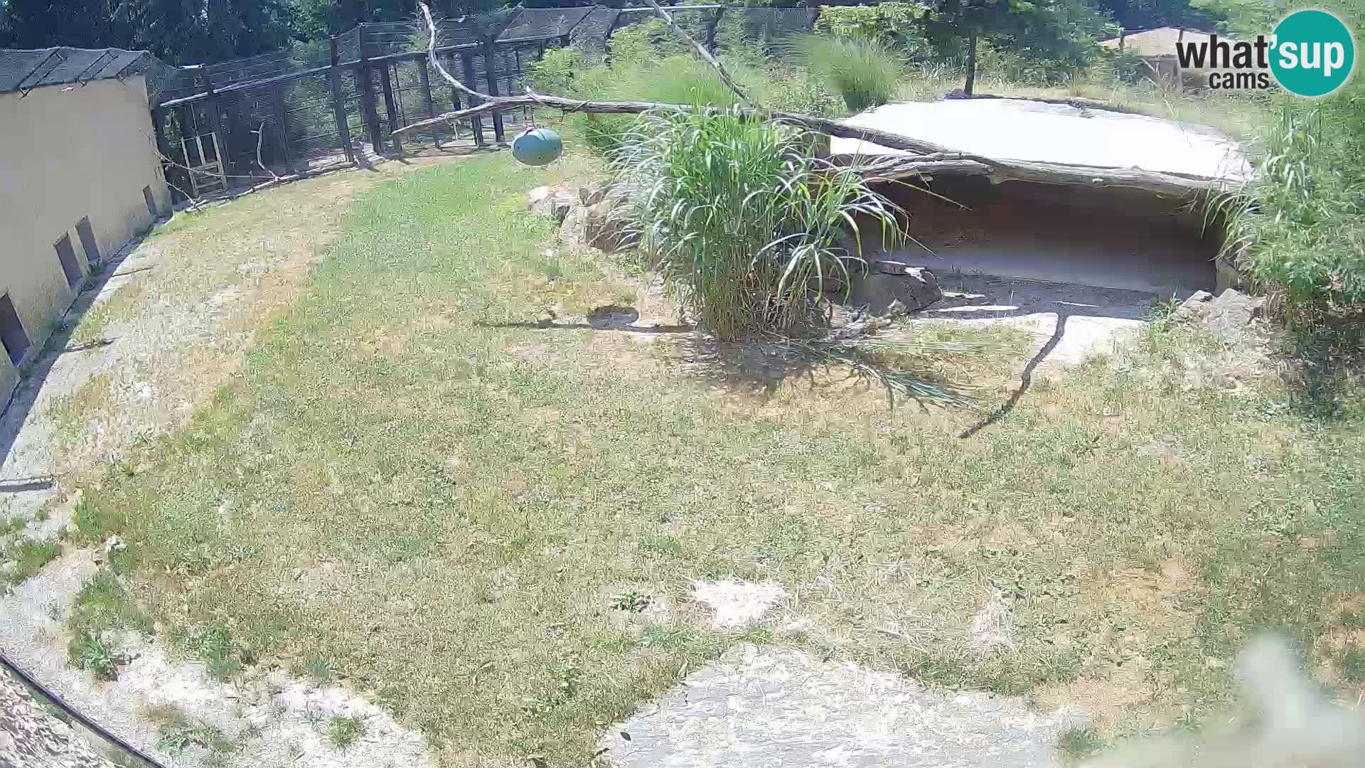 LION live Webcam in Ljubljana Zoo – Slovenia