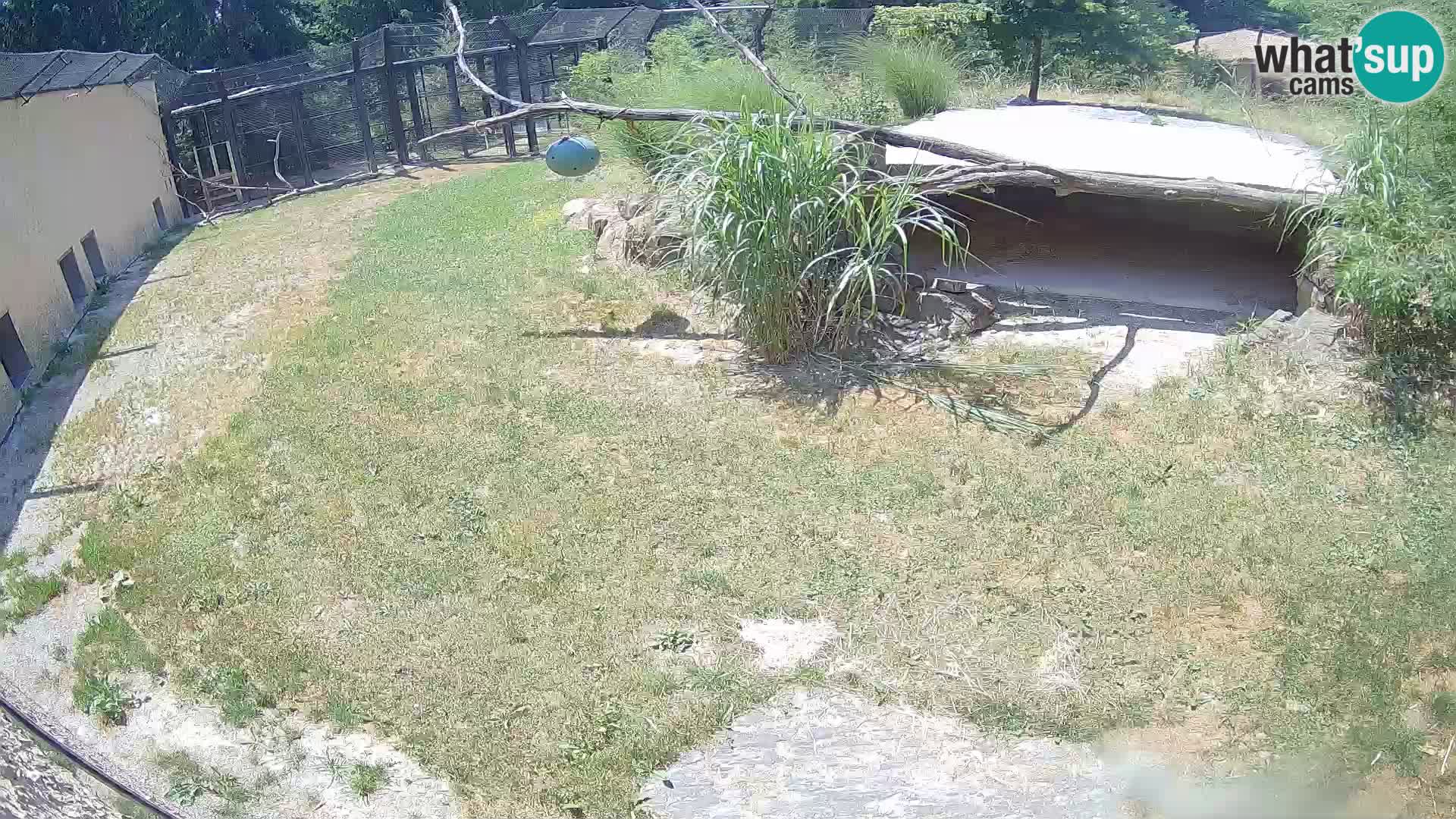 Löwe live Webcam im Zoo von Ljubljana – Slowenien