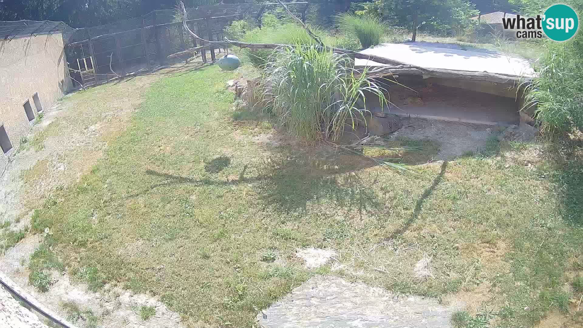 LION live Webcam in Ljubljana Zoo – Slovenia