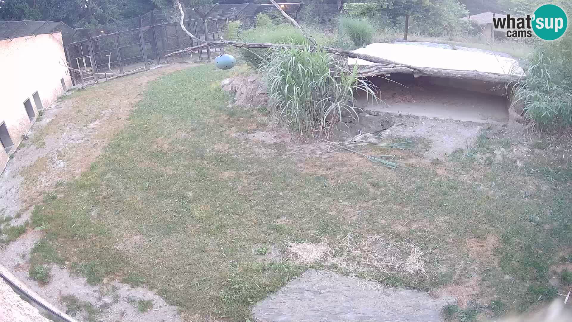 LEVI spletna kamera v živalskem vrtu Ljubljana Zoo