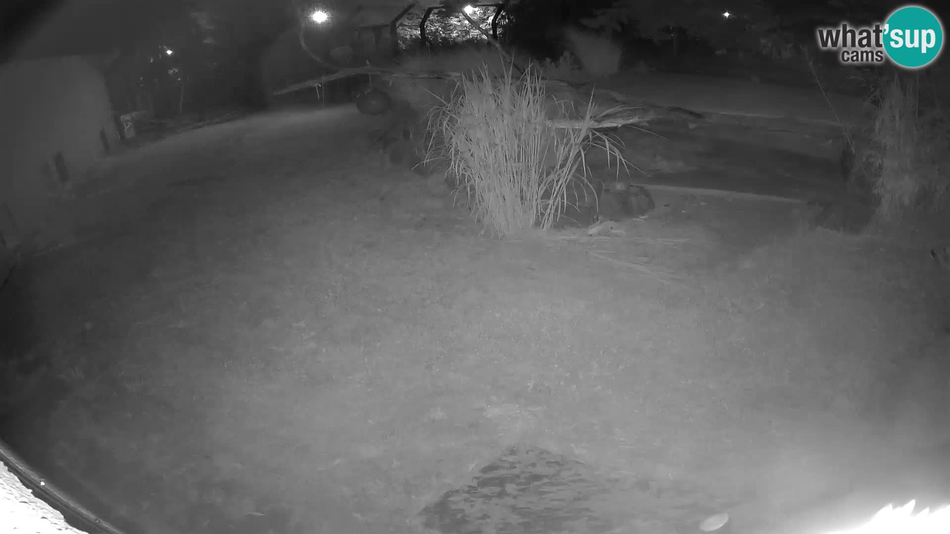 LION webcam en direct du zoo de Ljubljana – Slovénie